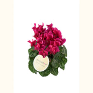 CYCL_100559_img_tag_01.png