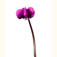 CYCL_100777_img_flow_01.png