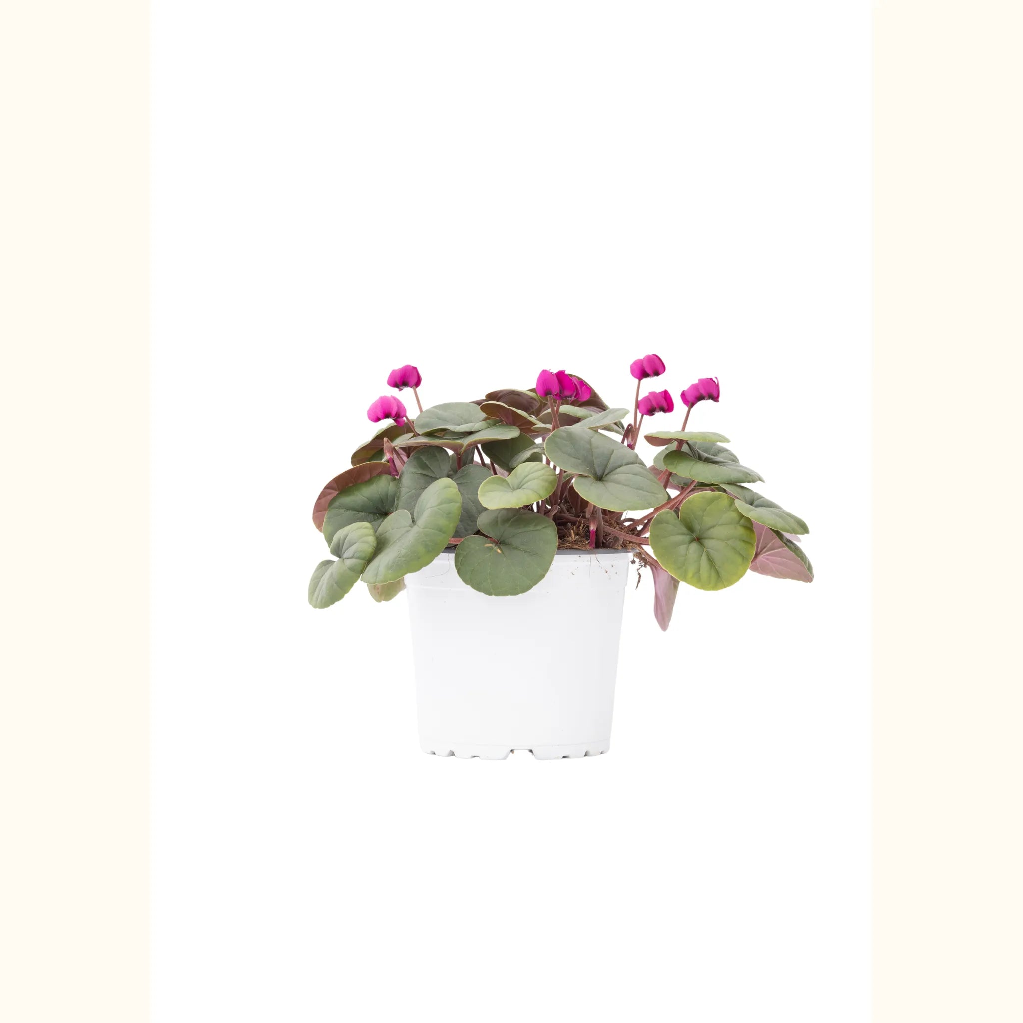KOUMY® Rosa intenso a foglia verde