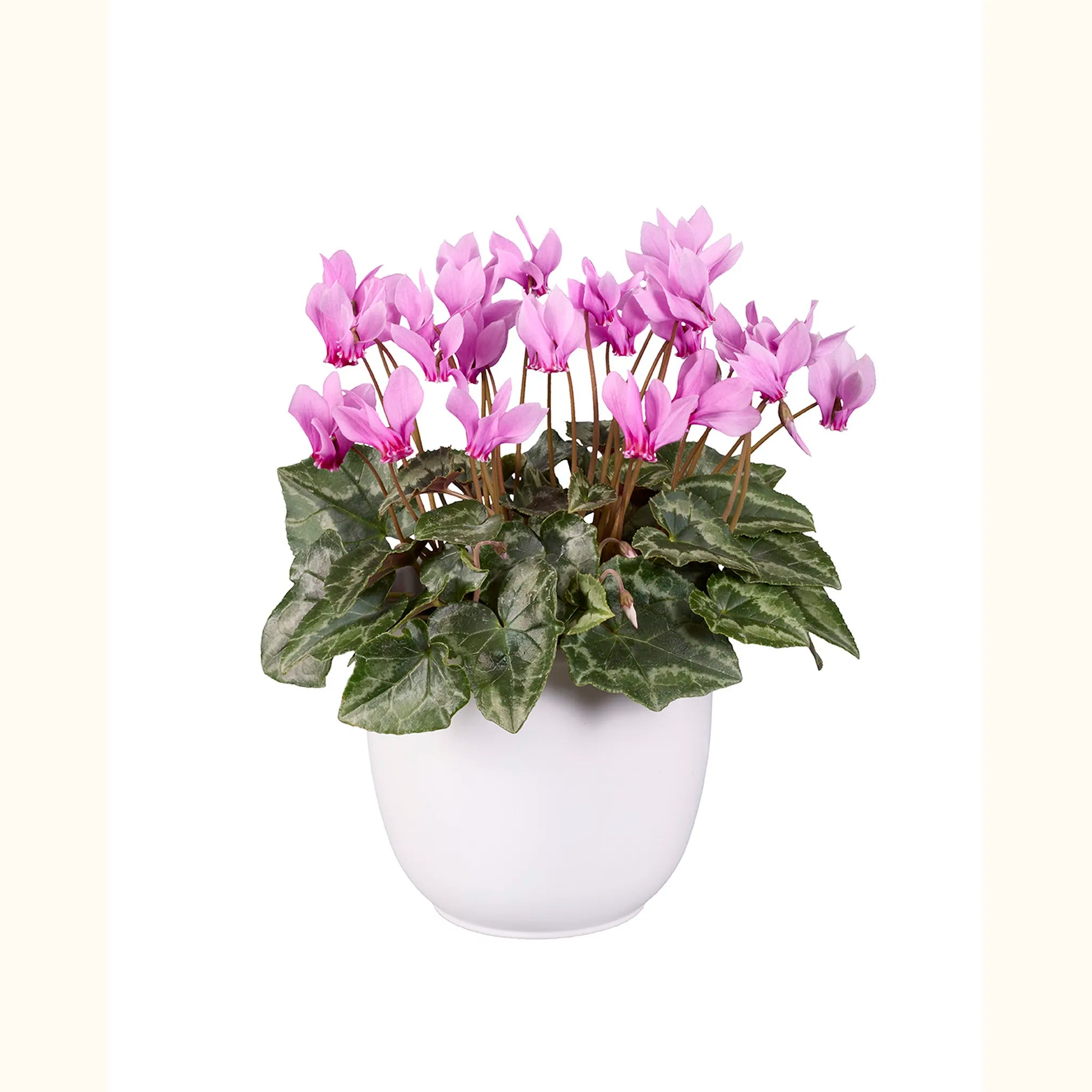 Cyclamen hederifolium