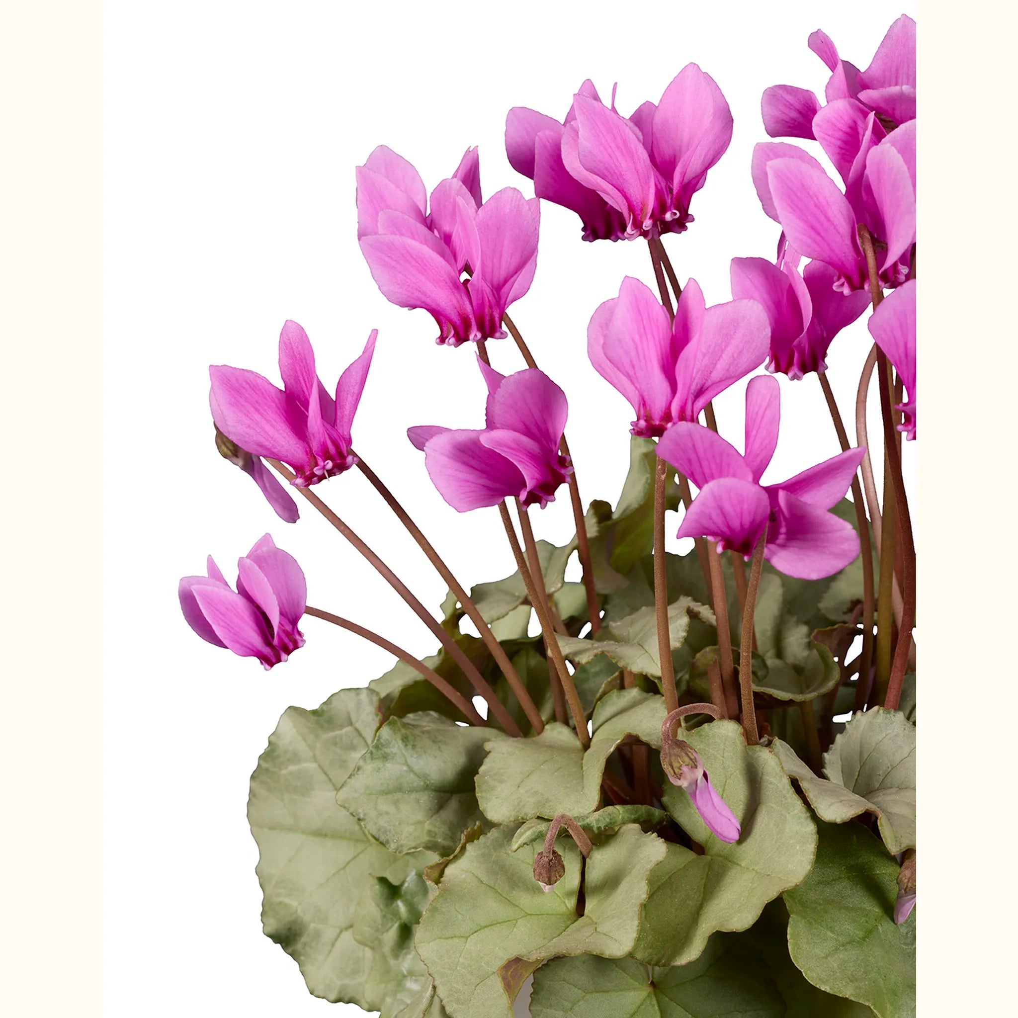 Cyclamen hederifolium