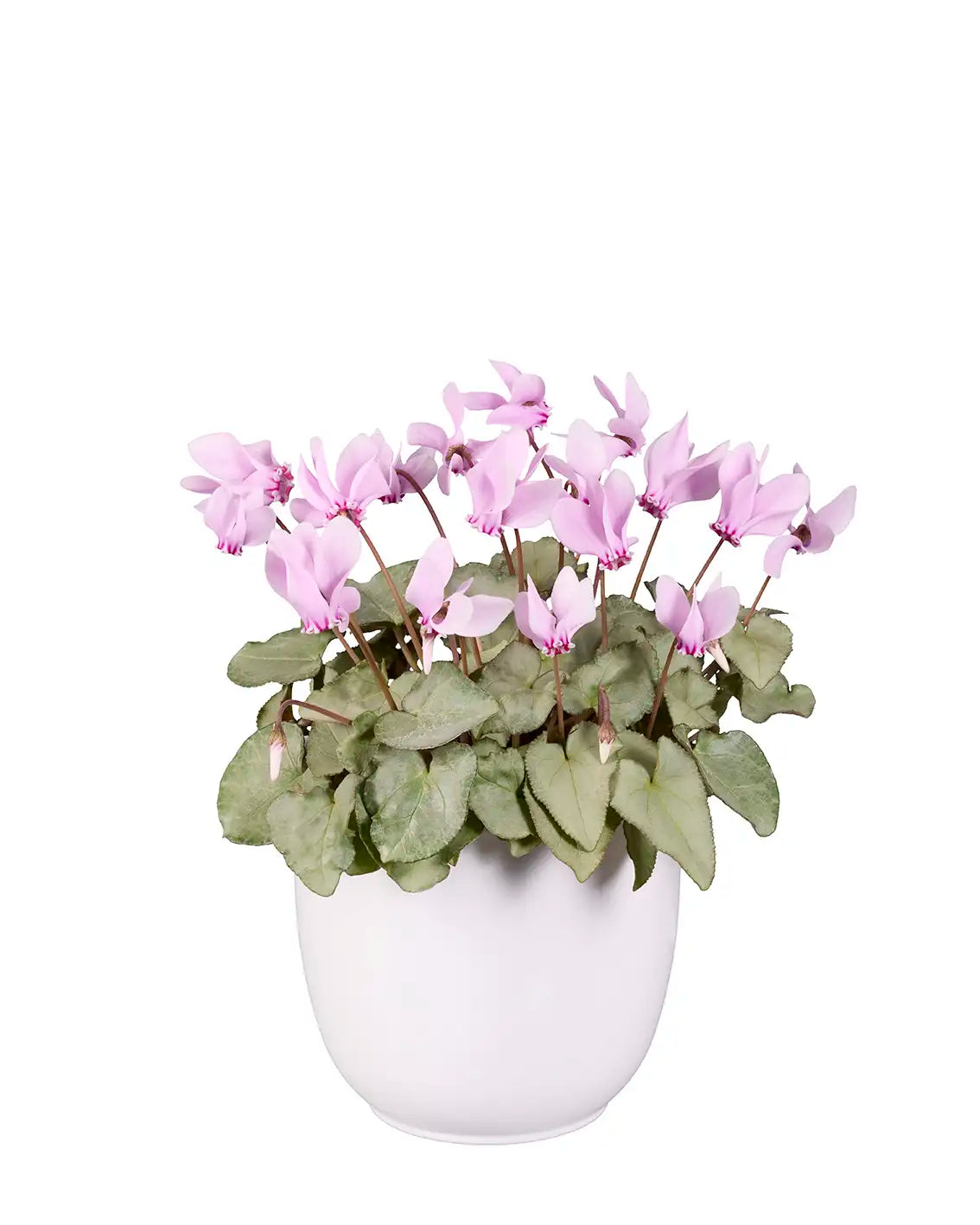 LIFY® Light pink platinum leaf