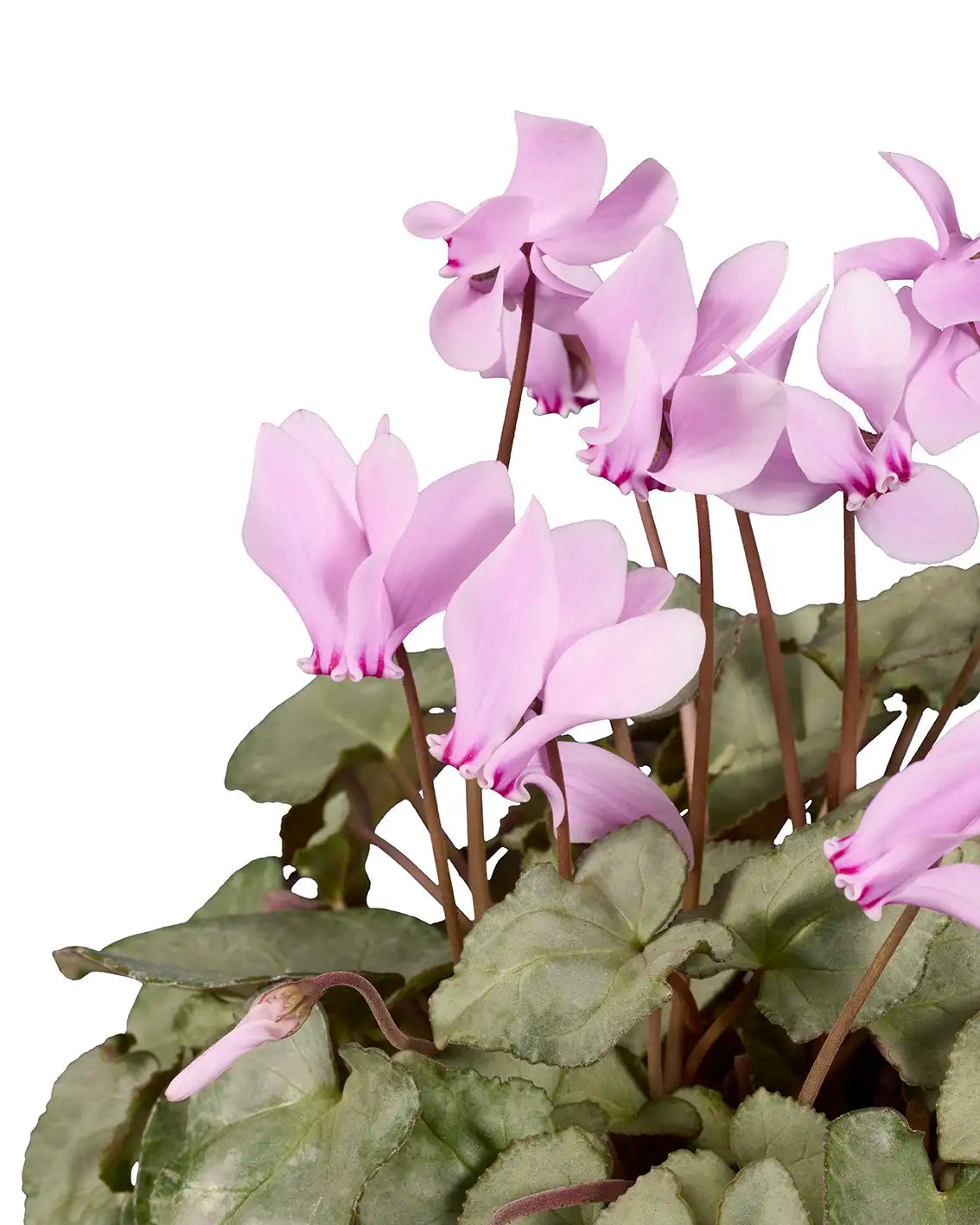 LIFY® Light pink platinum leaf