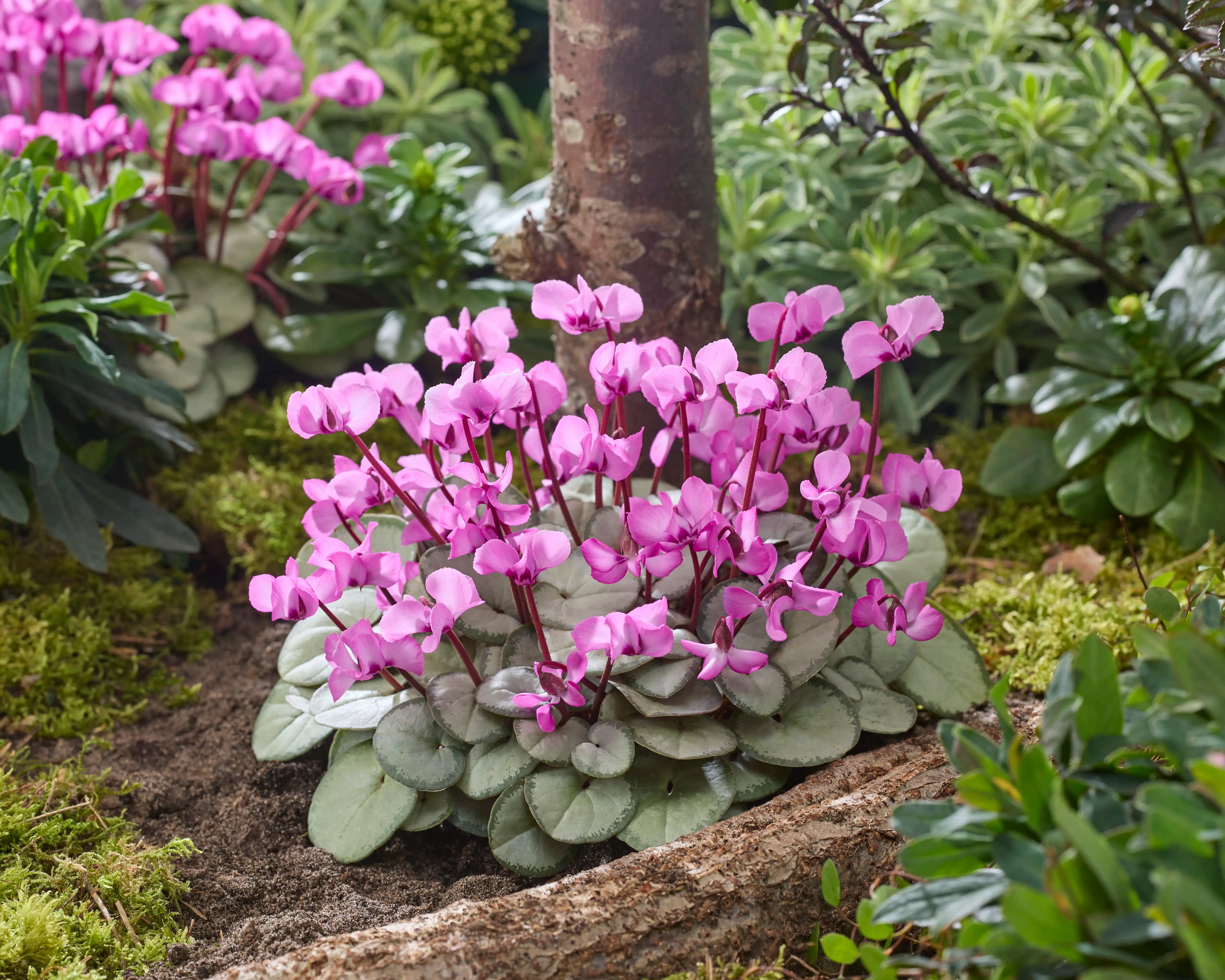 KOUMY® Pink silverleaf