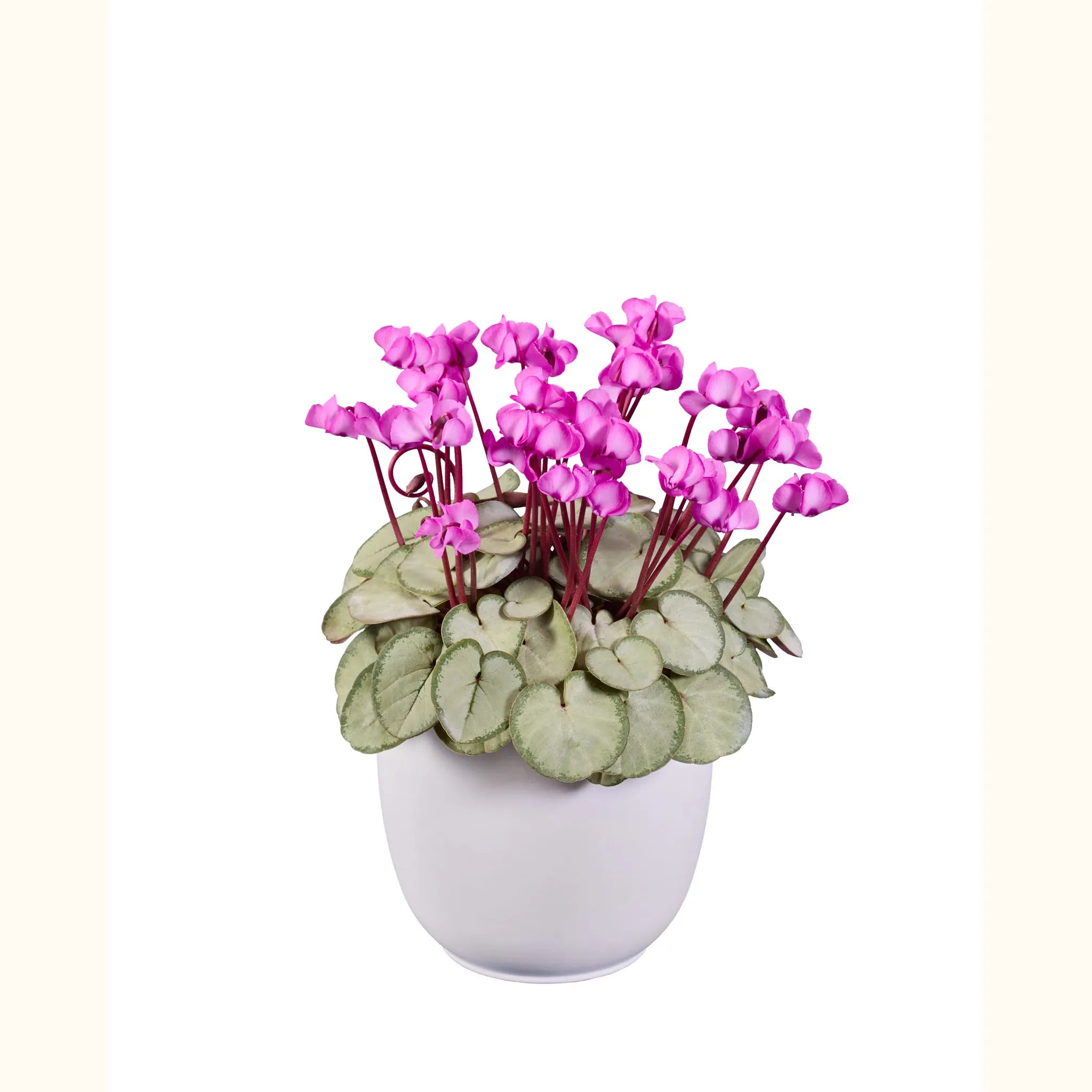 KOUMY® Pink silverleaf
