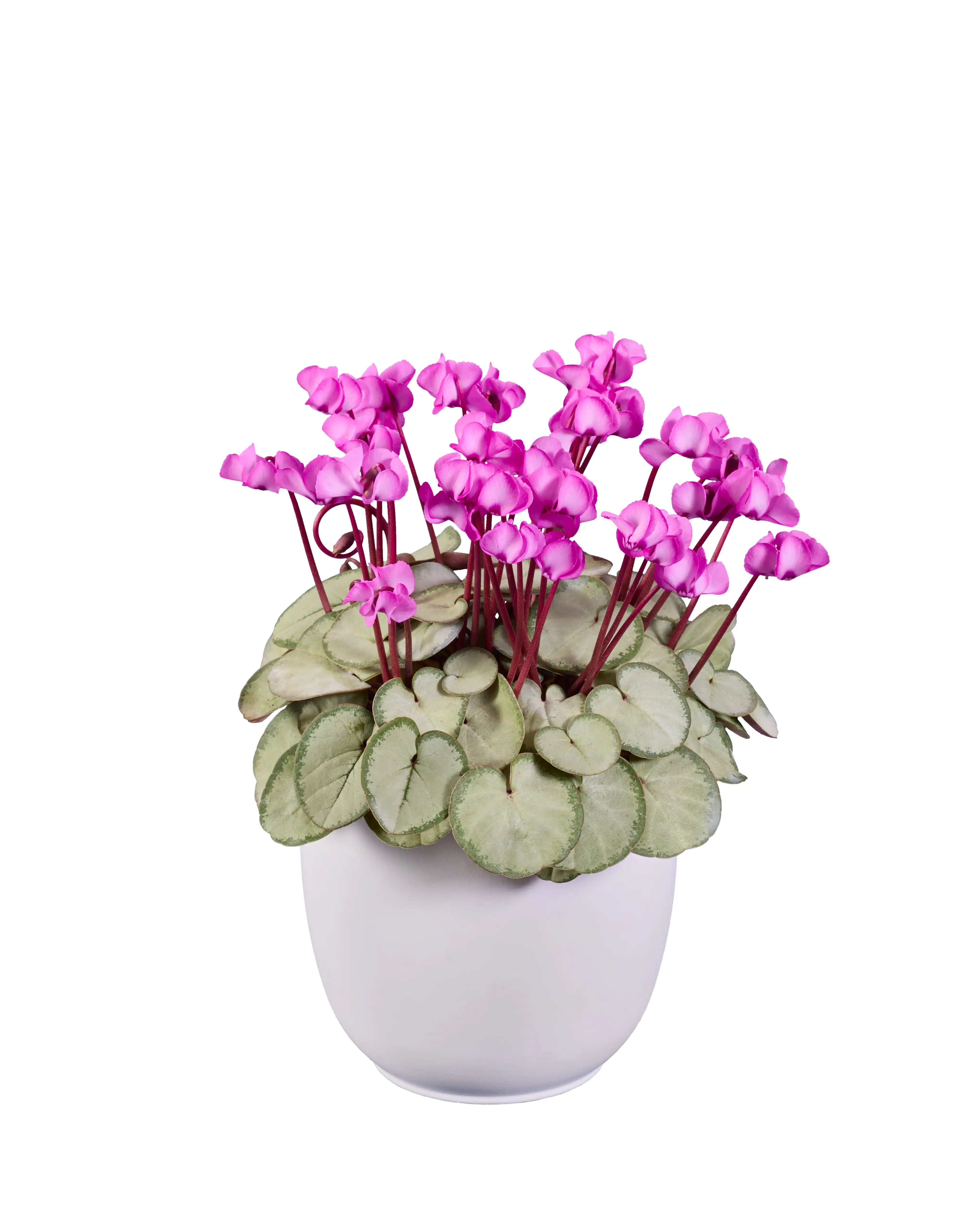 KOUMY® Pink silverleaf