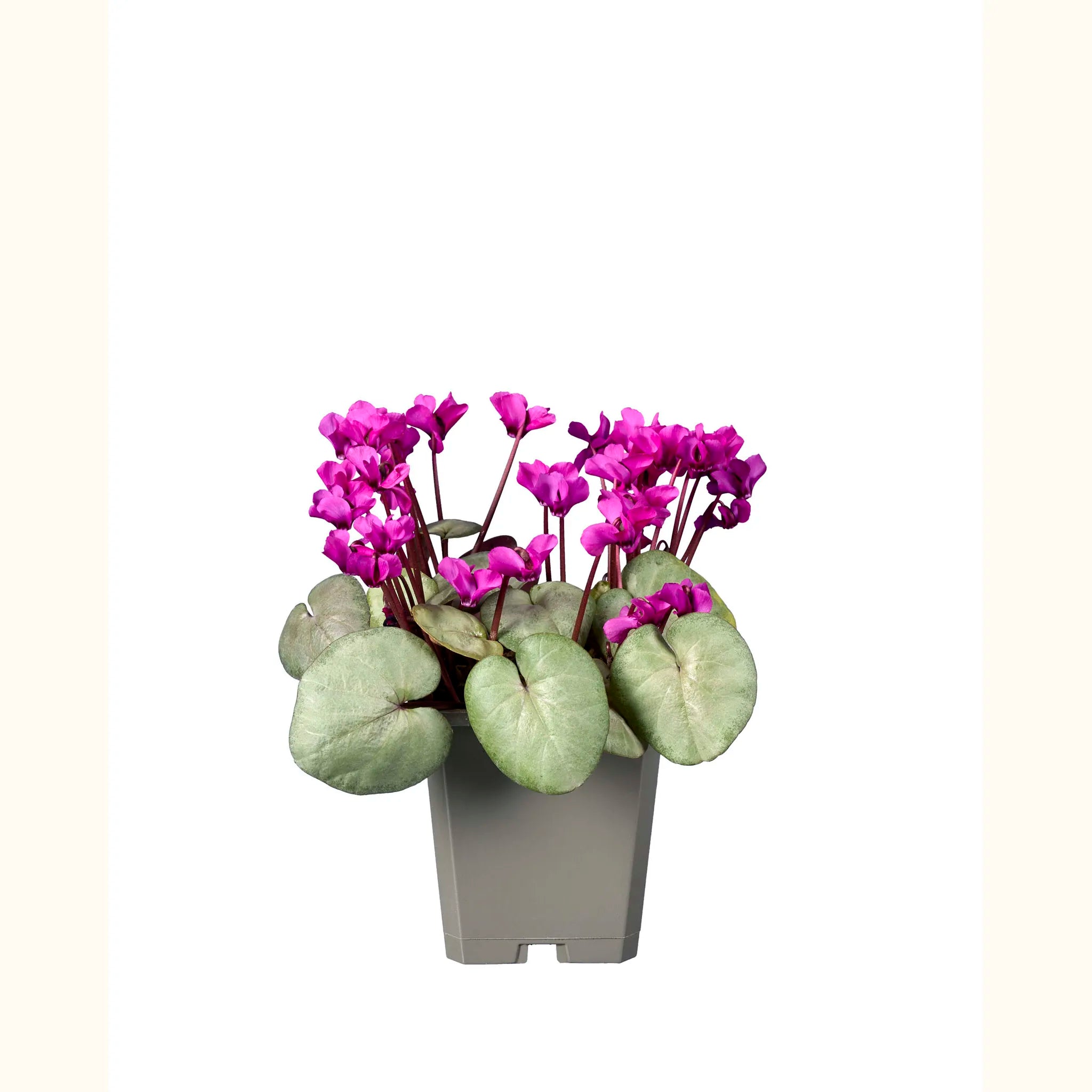 Cyclamen coum