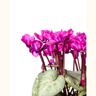 CYCL_coum_rose_gris_img_pshot_02.tif