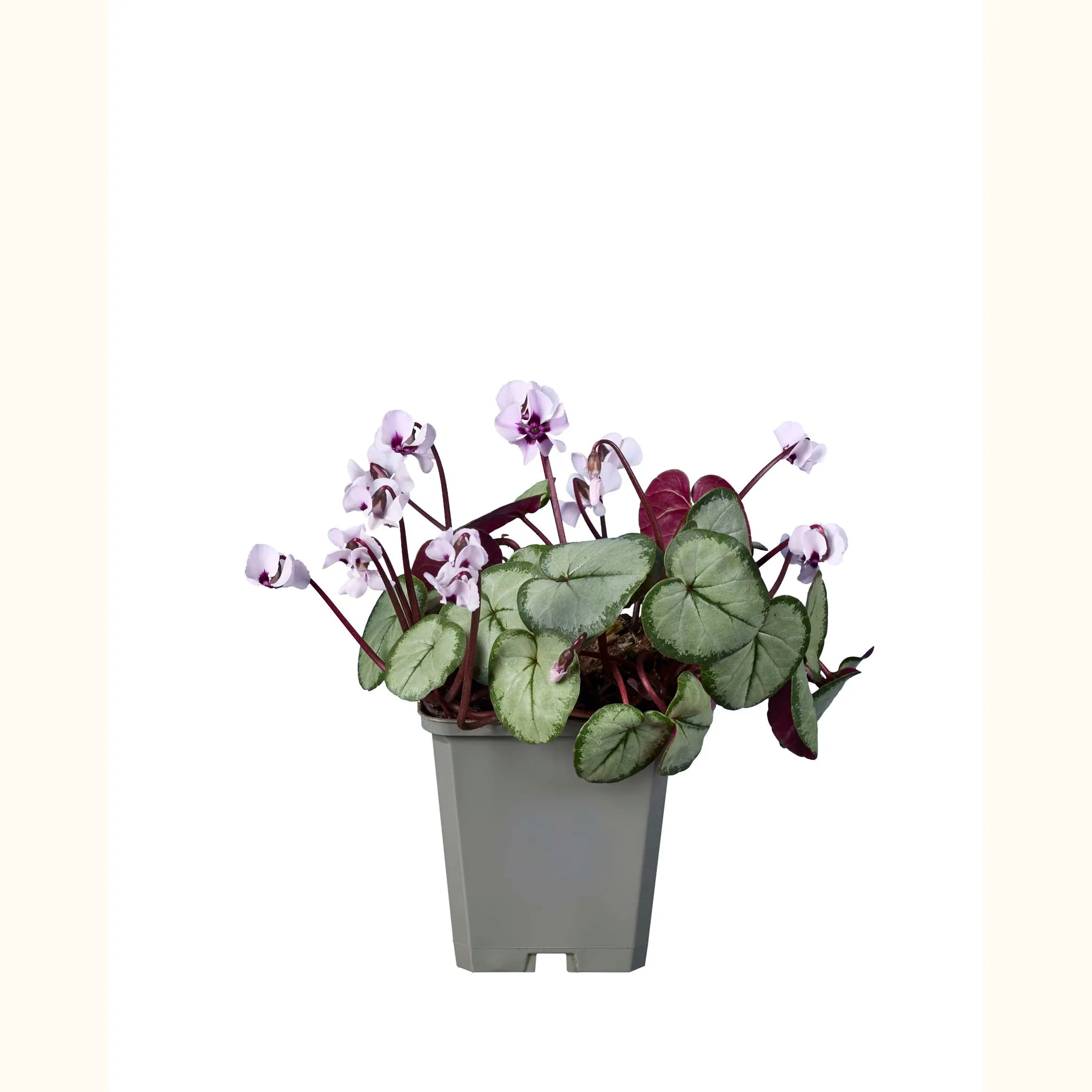 Cyclamen coum