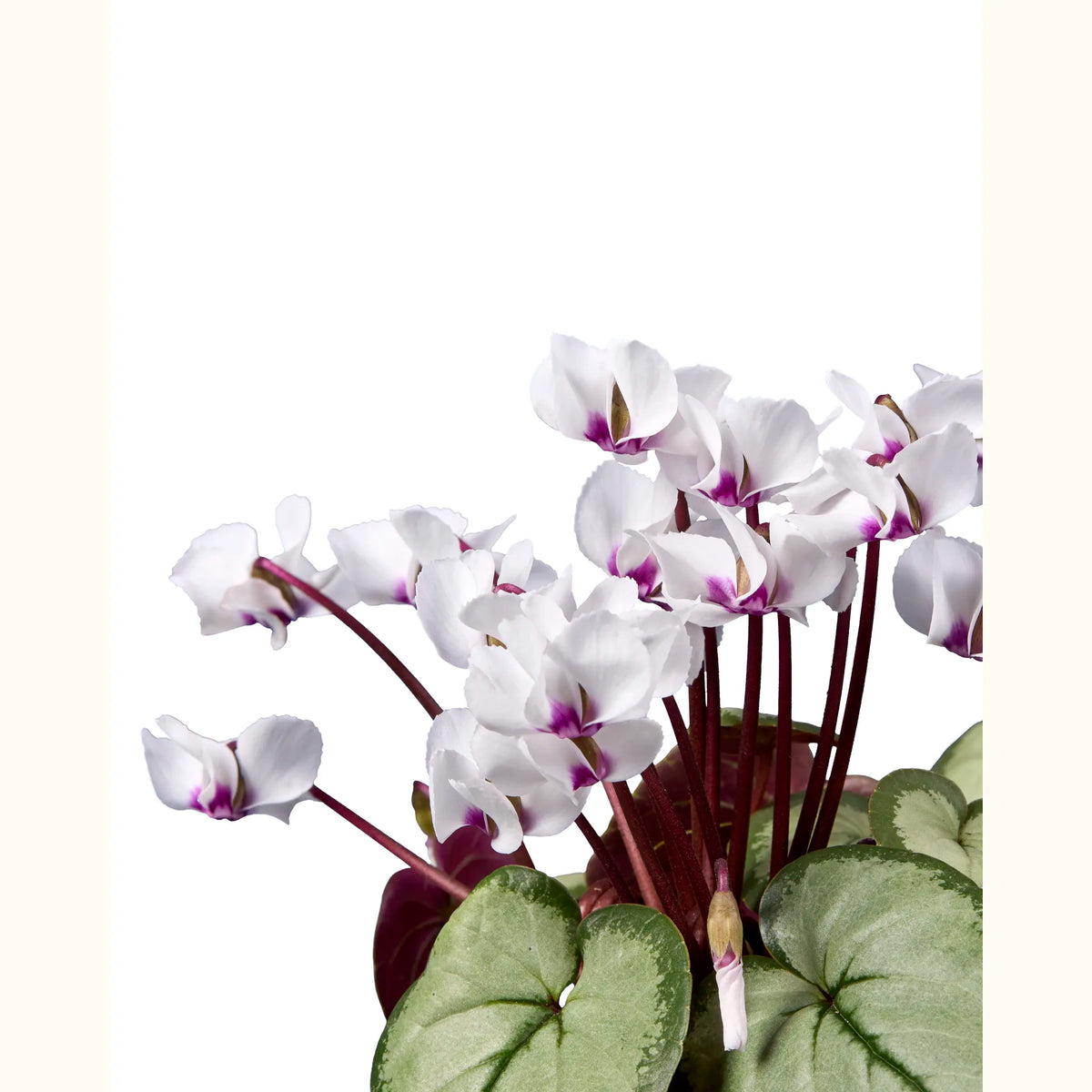 CYCL_coum_blanc_gris_img_pshot_02.tif