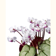 CYCL_coum_blanc_gris_img_pshot_02.tif