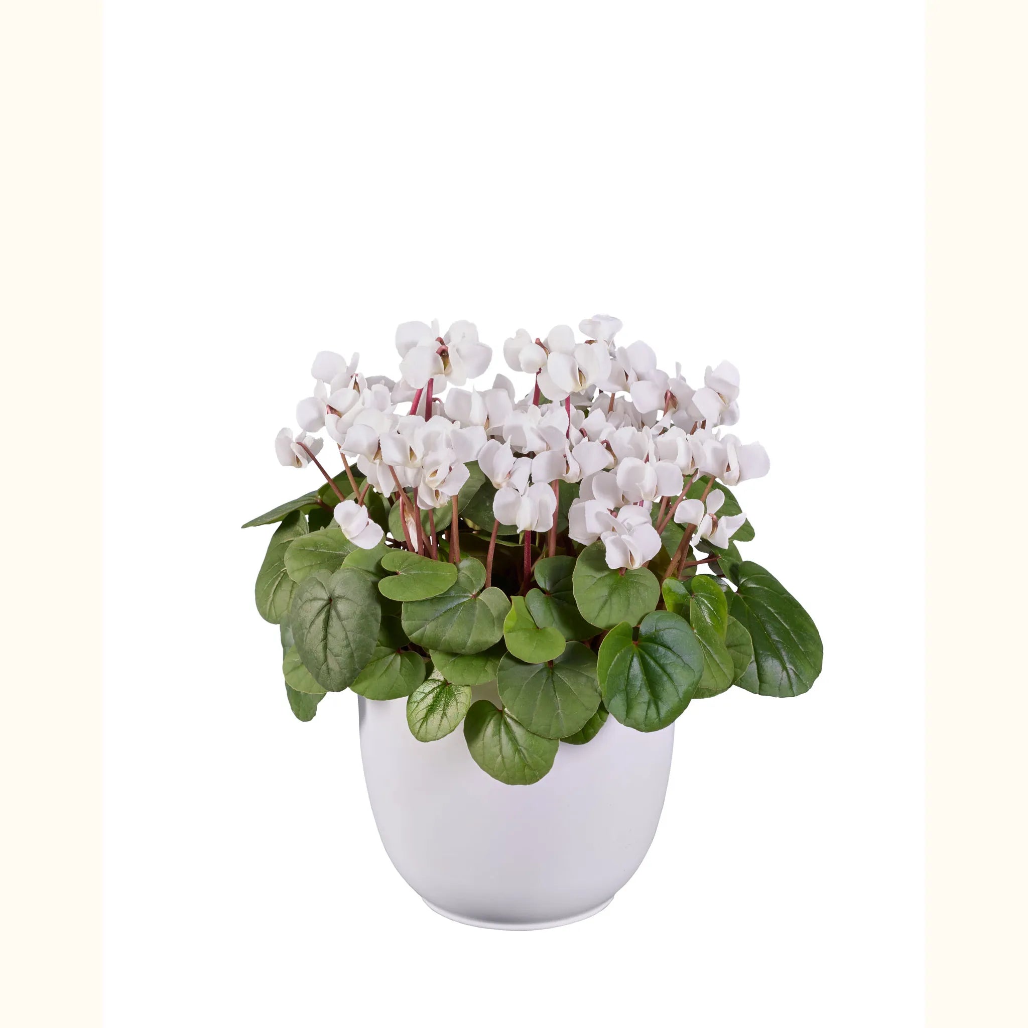 KOUMY® Pure white green leaf