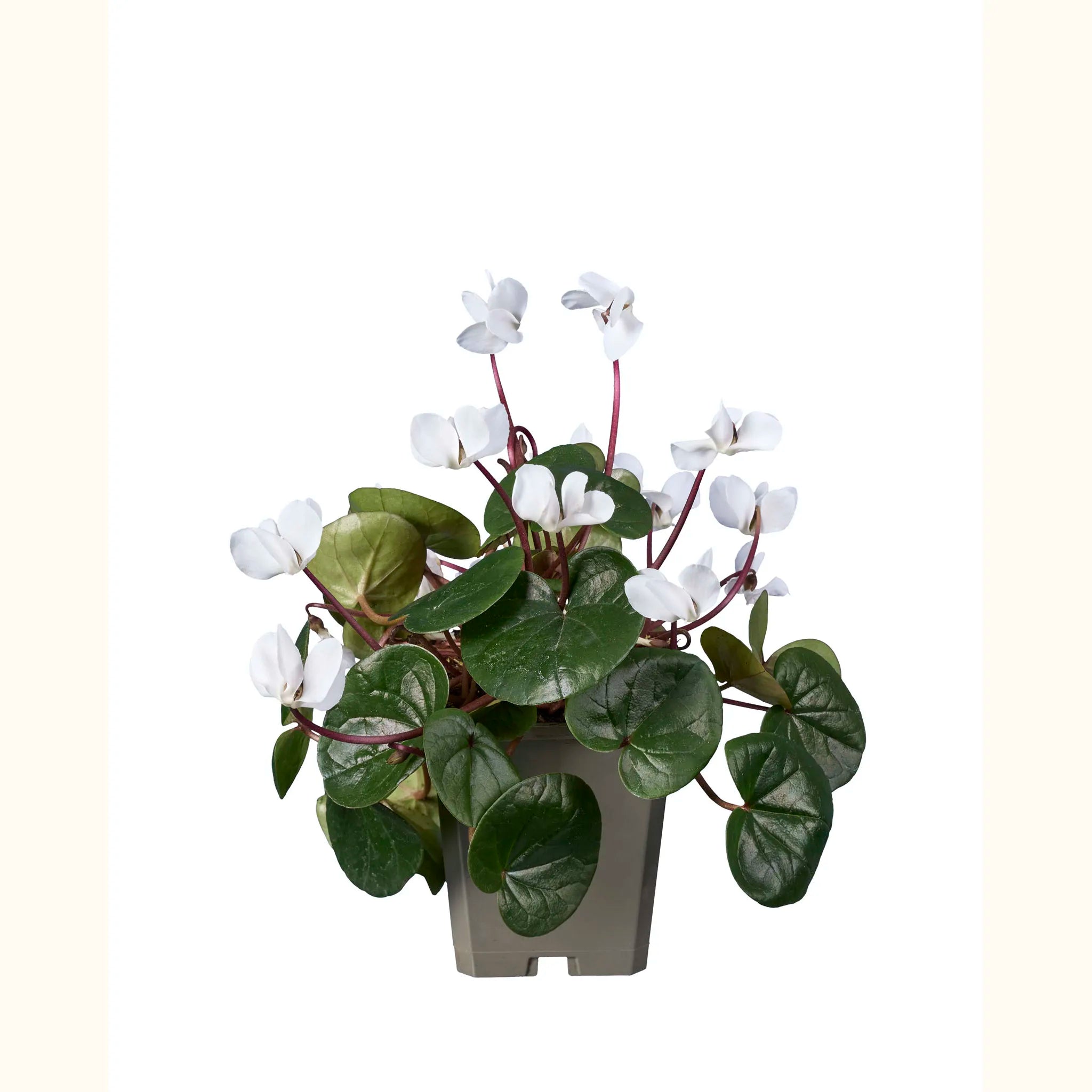 Cyclamen coum