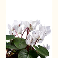 CYCL_coum_blanc_vert_img_pshot_02.tif