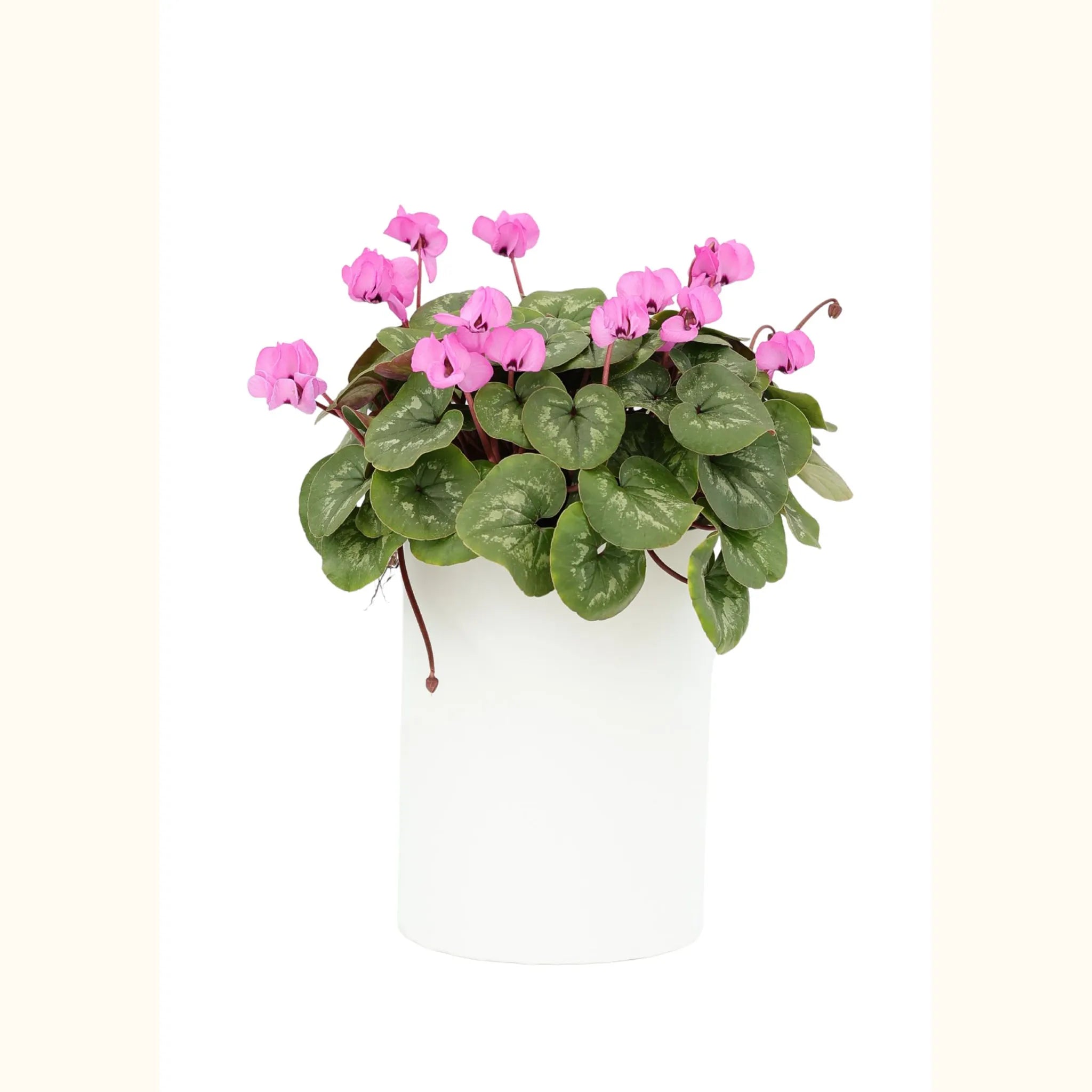 KOUMY® Rosa a foglia classica