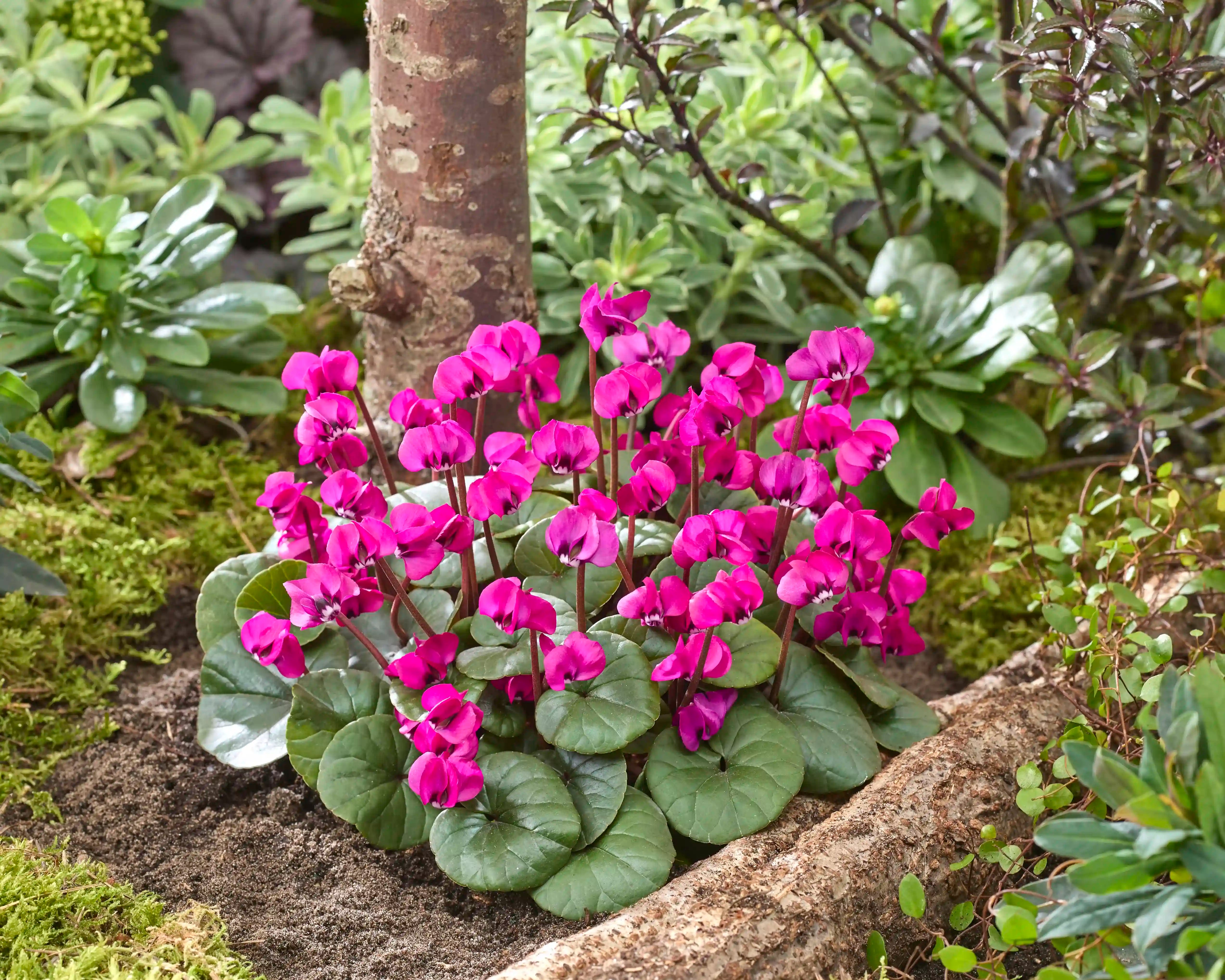 KOUMY® Dark pink green leaf