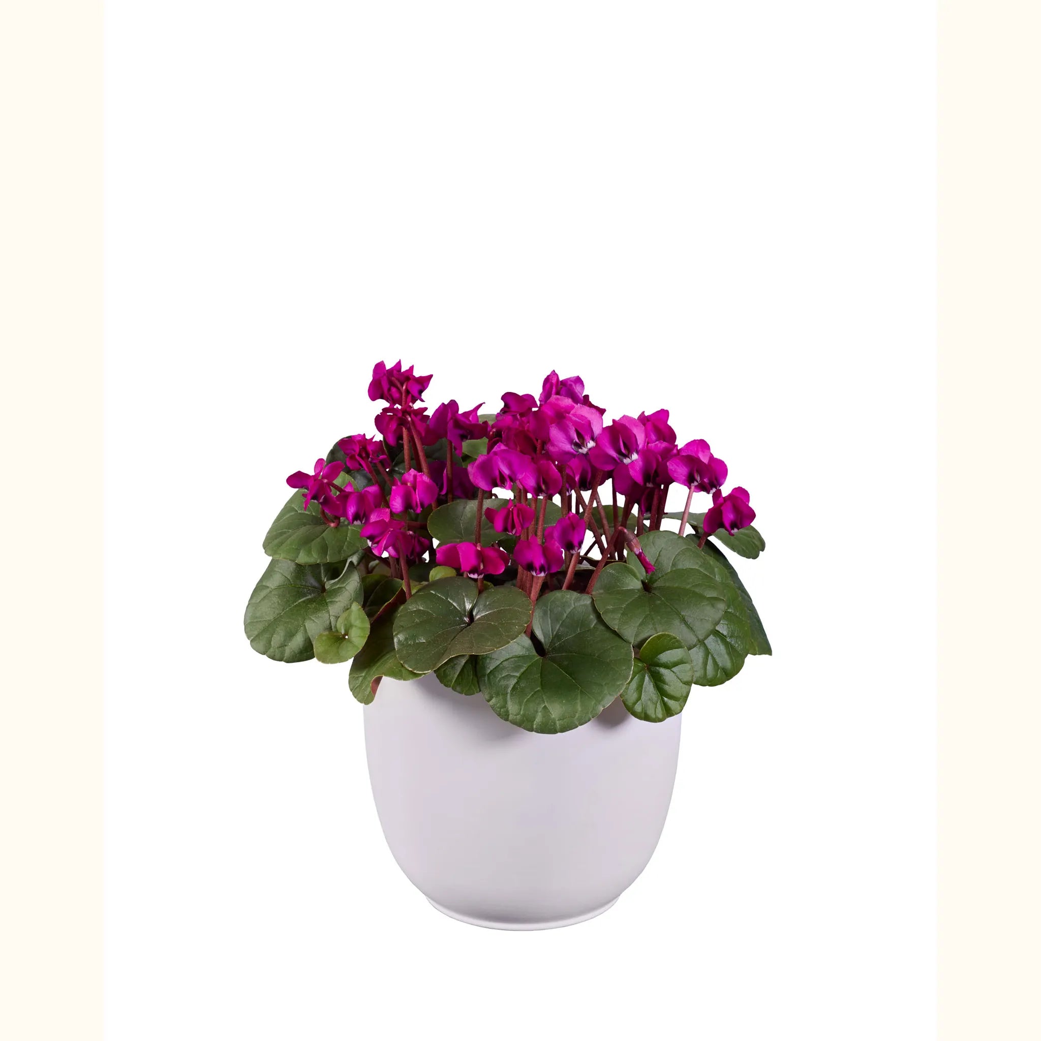 KOUMY® Dark pink green leaf
