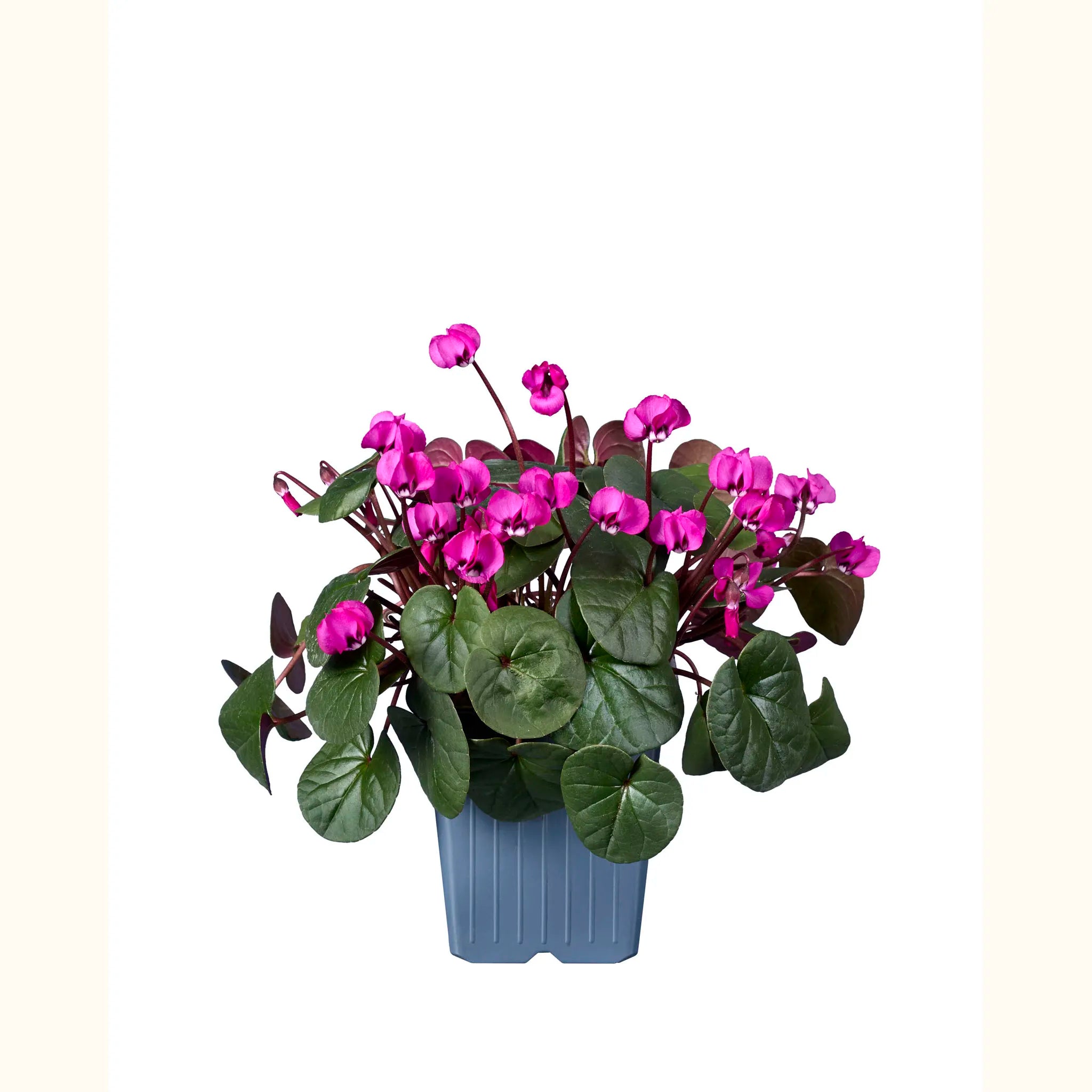 Cyclamen coum