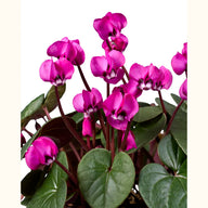 CYCL_coum_fuchsia_vert_img_pshot_02.tif