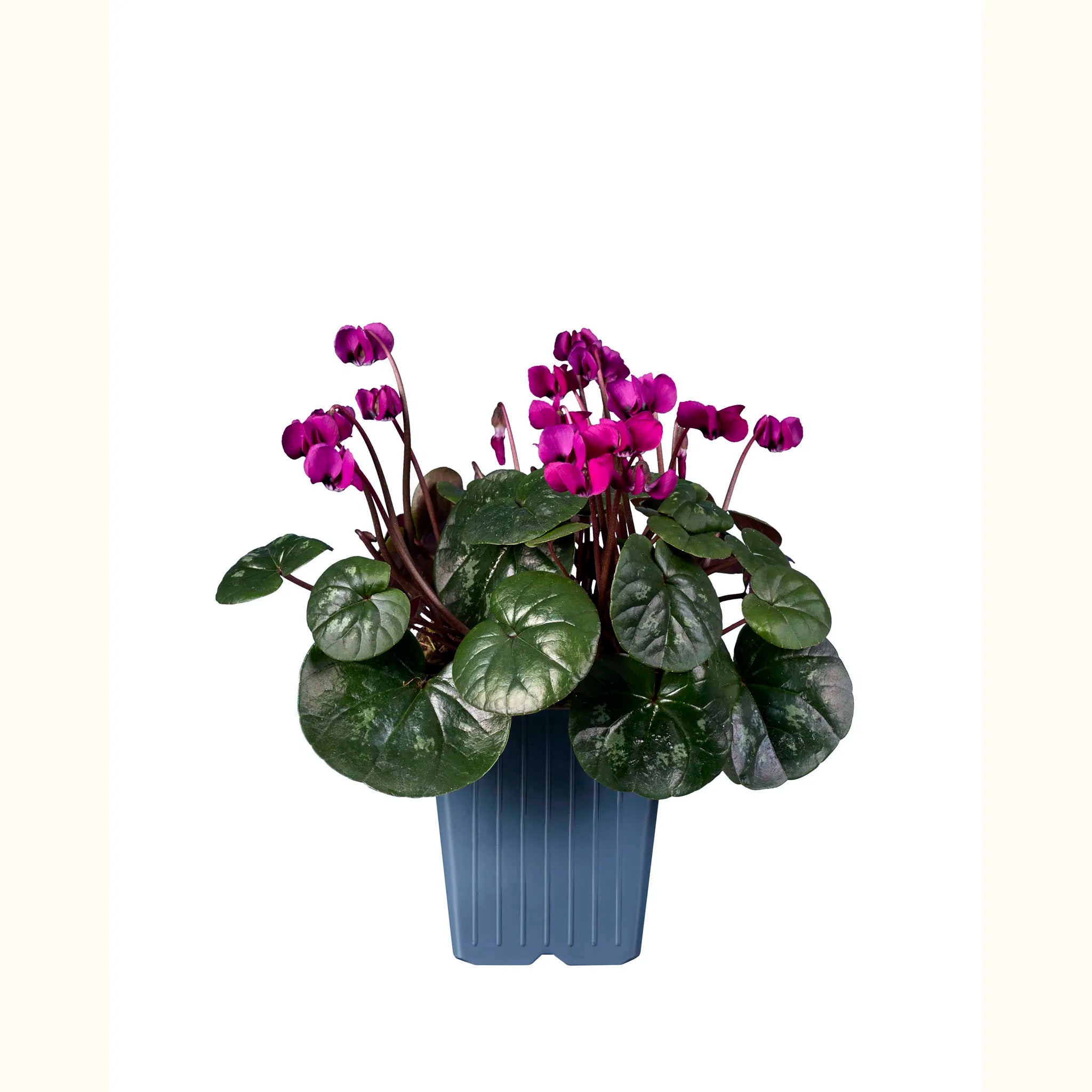 Cyclamen coum