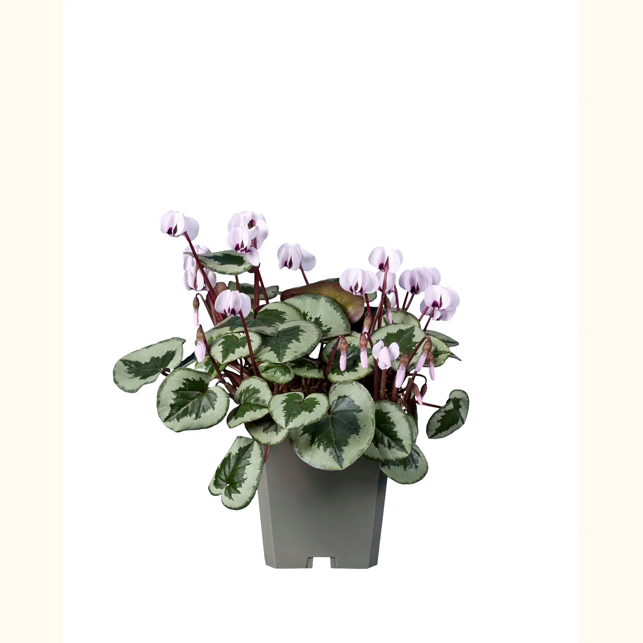 Cyclamen coum