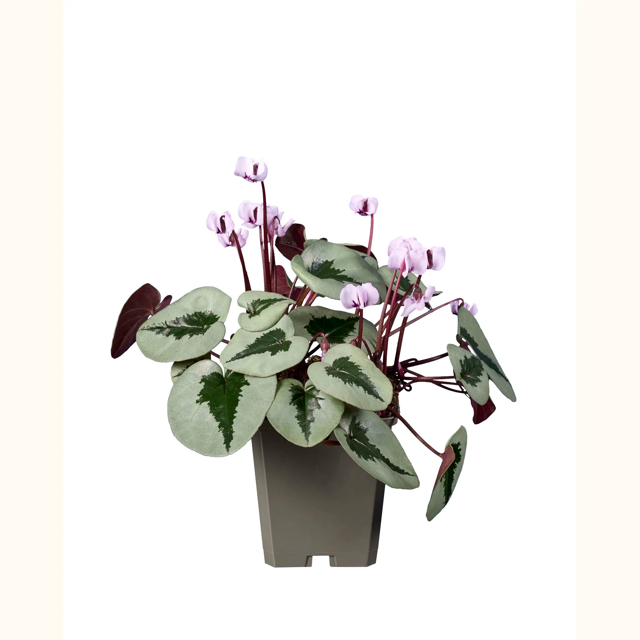 Cyclamen coum