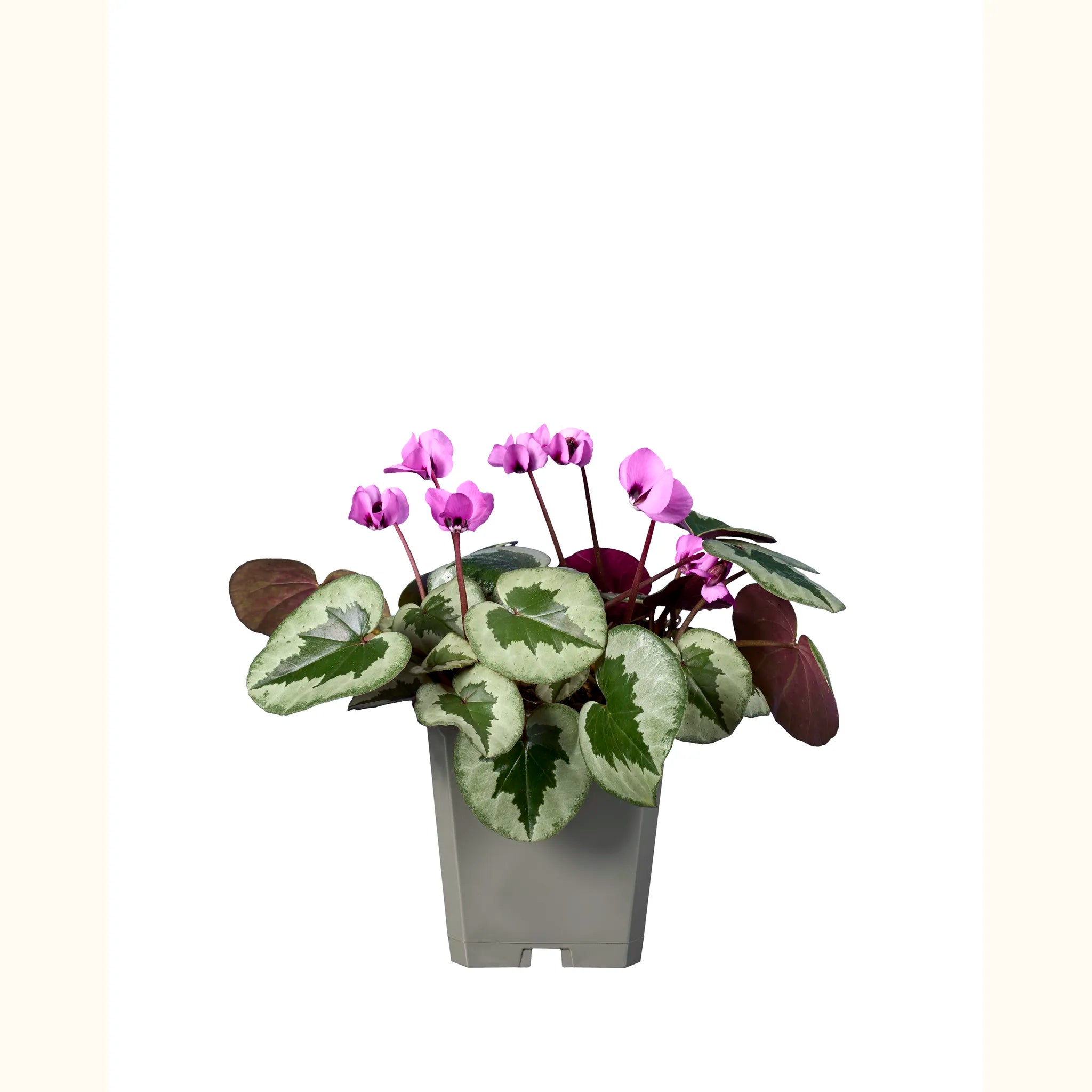 KOUMY® Rosa a foglia Xmas