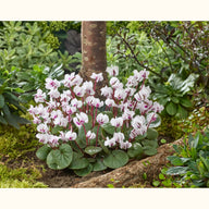 CYCL_100836_img_outd_01.jpg