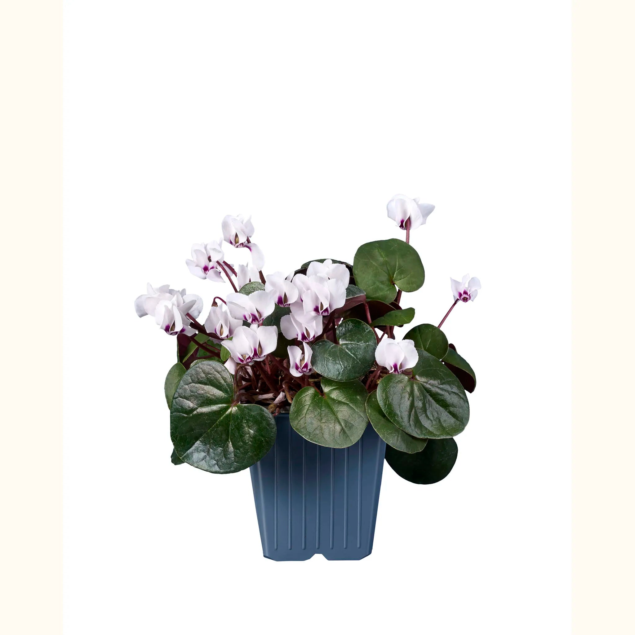 Cyclamen coum