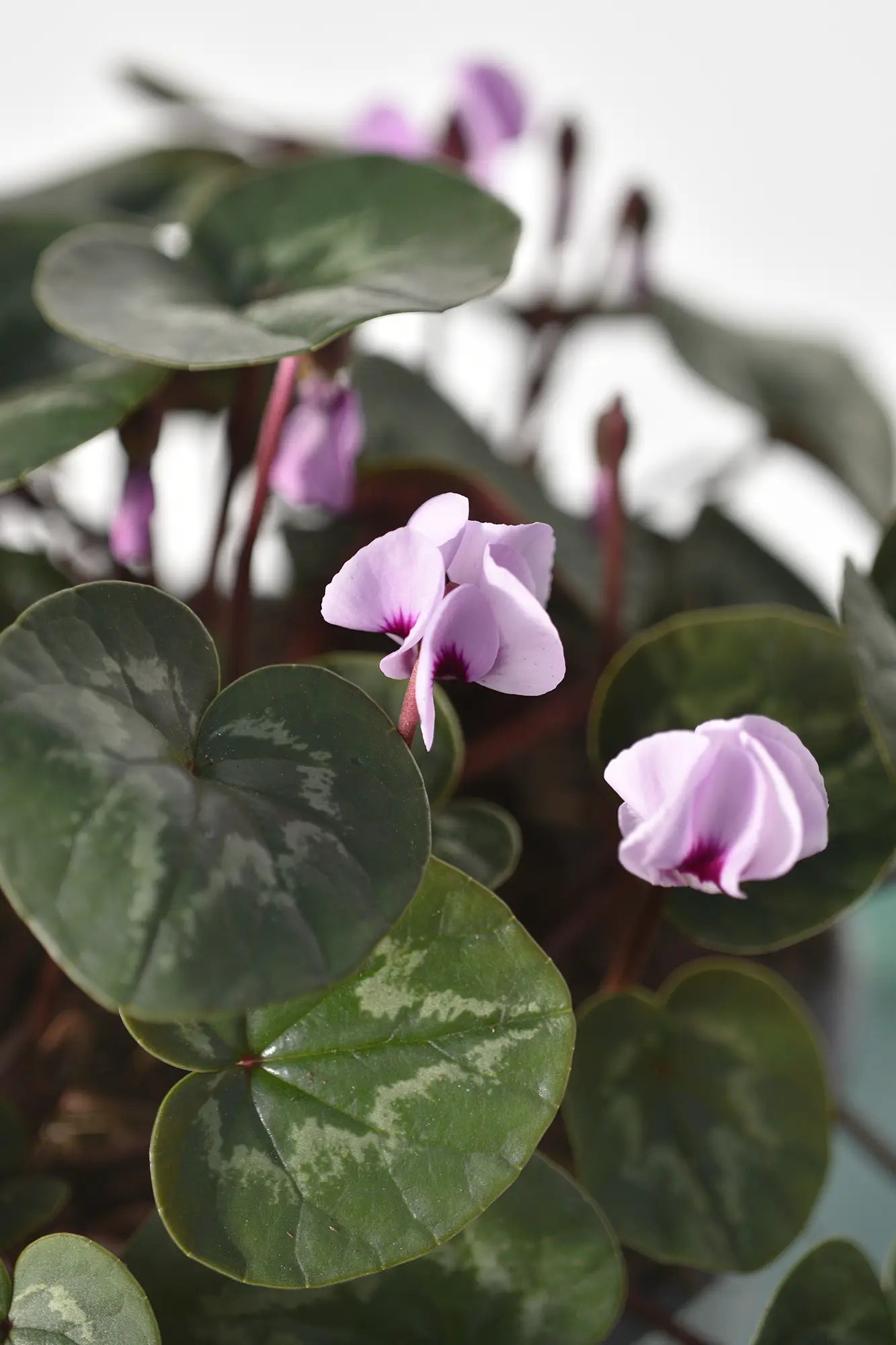 KOUMY® Light pink classic leaf
