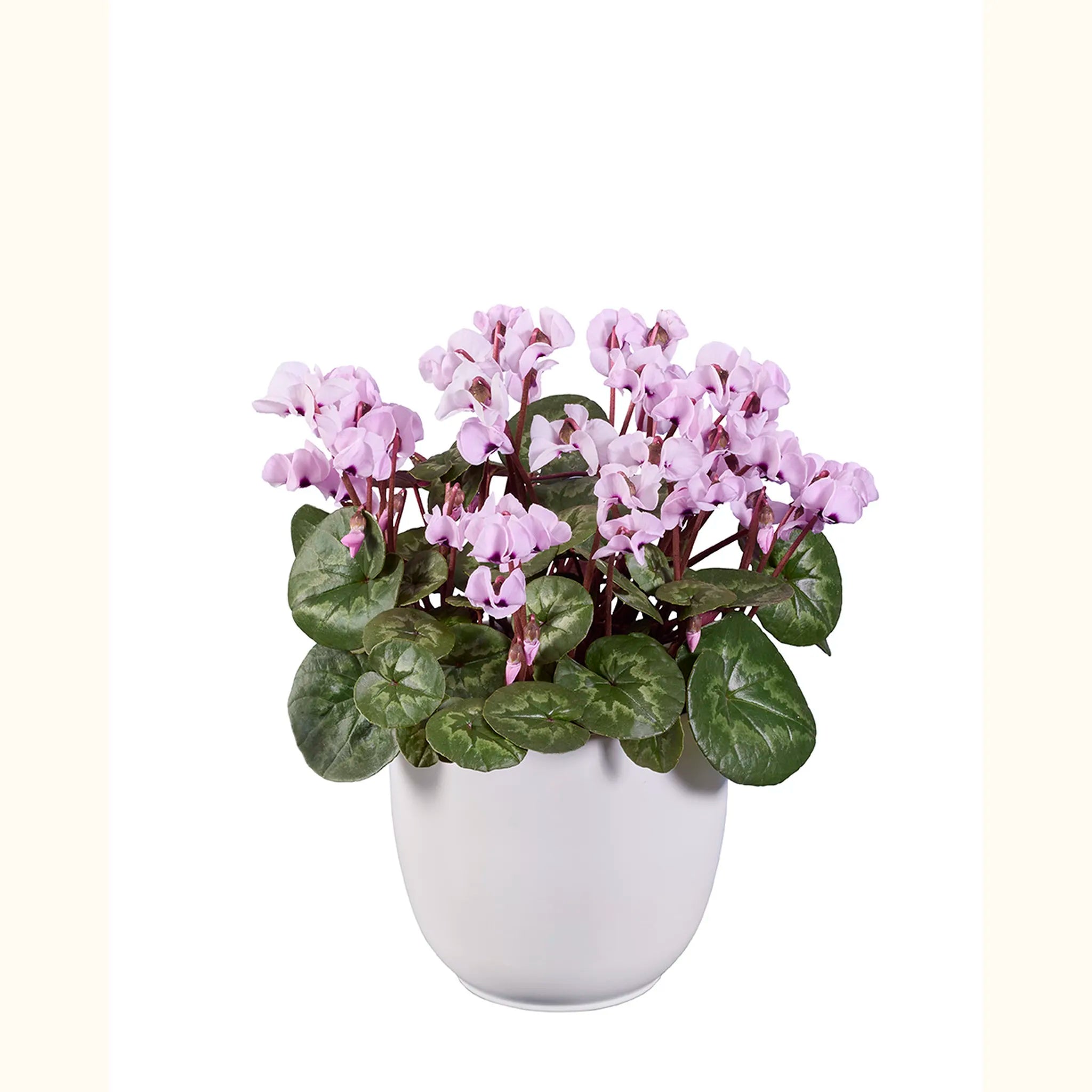 KOUMY® Rosa chiaro a foglia classica