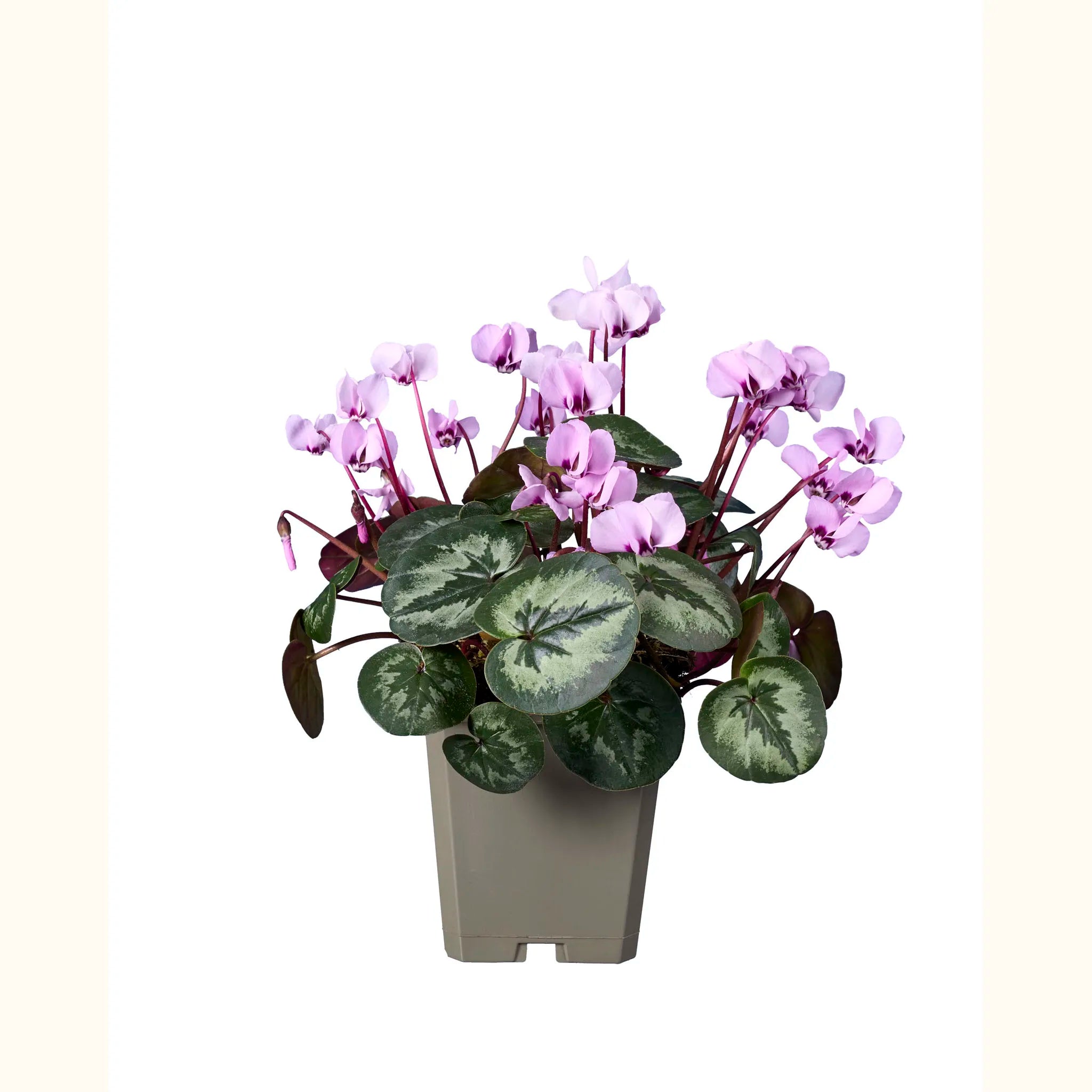 Cyclamen coum