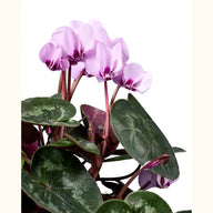 CYCL_coum_rose_marbre_img_pshot_02.tif