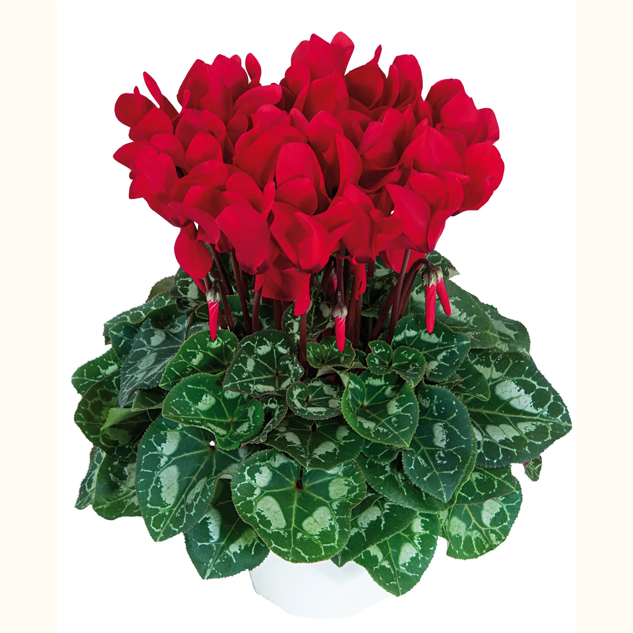 Latinia® Scarlet red