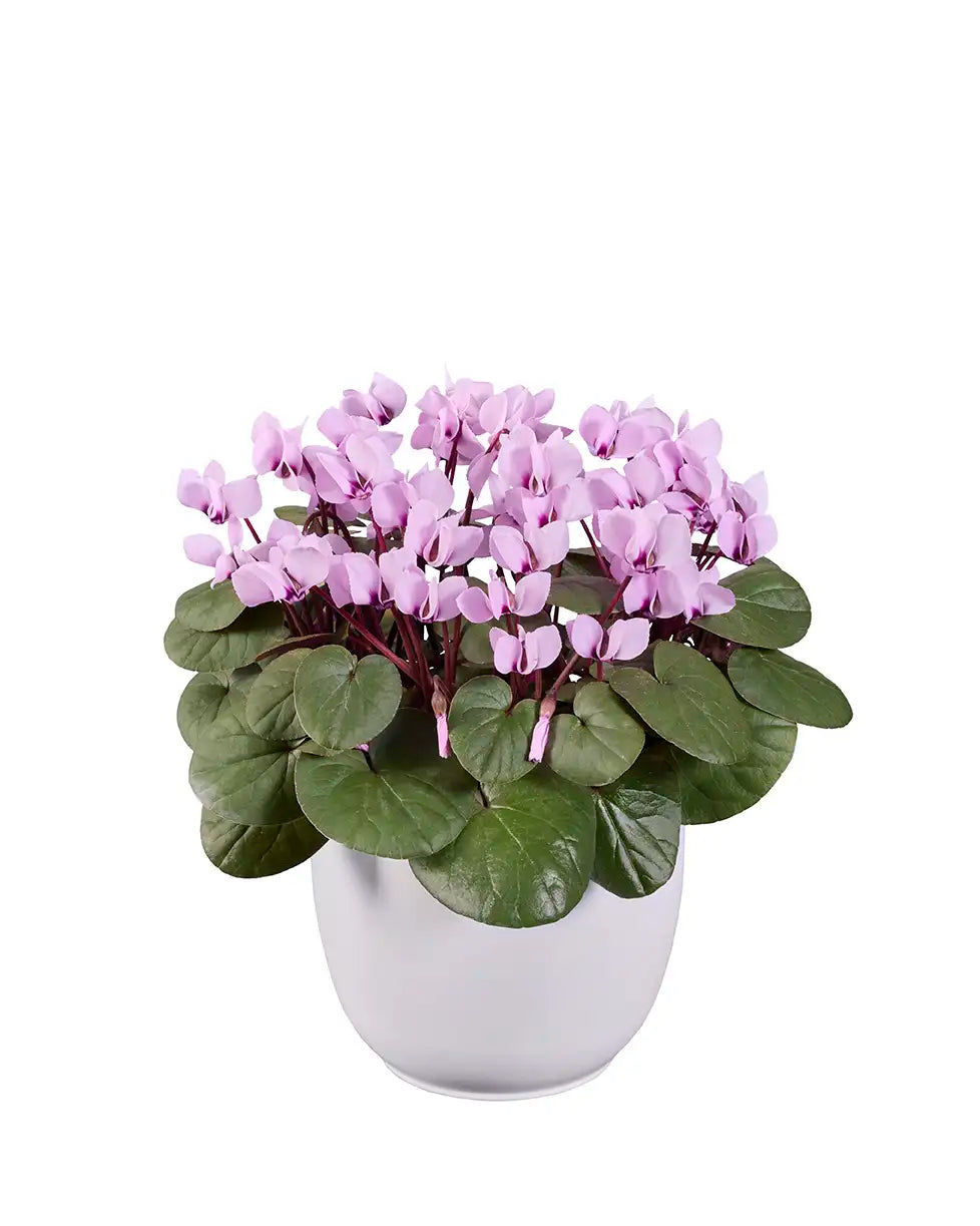 KOUMY® Light pink green leaf