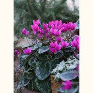 CYCL_101289_img_outd_06@aurelle.lphotographe.jpg