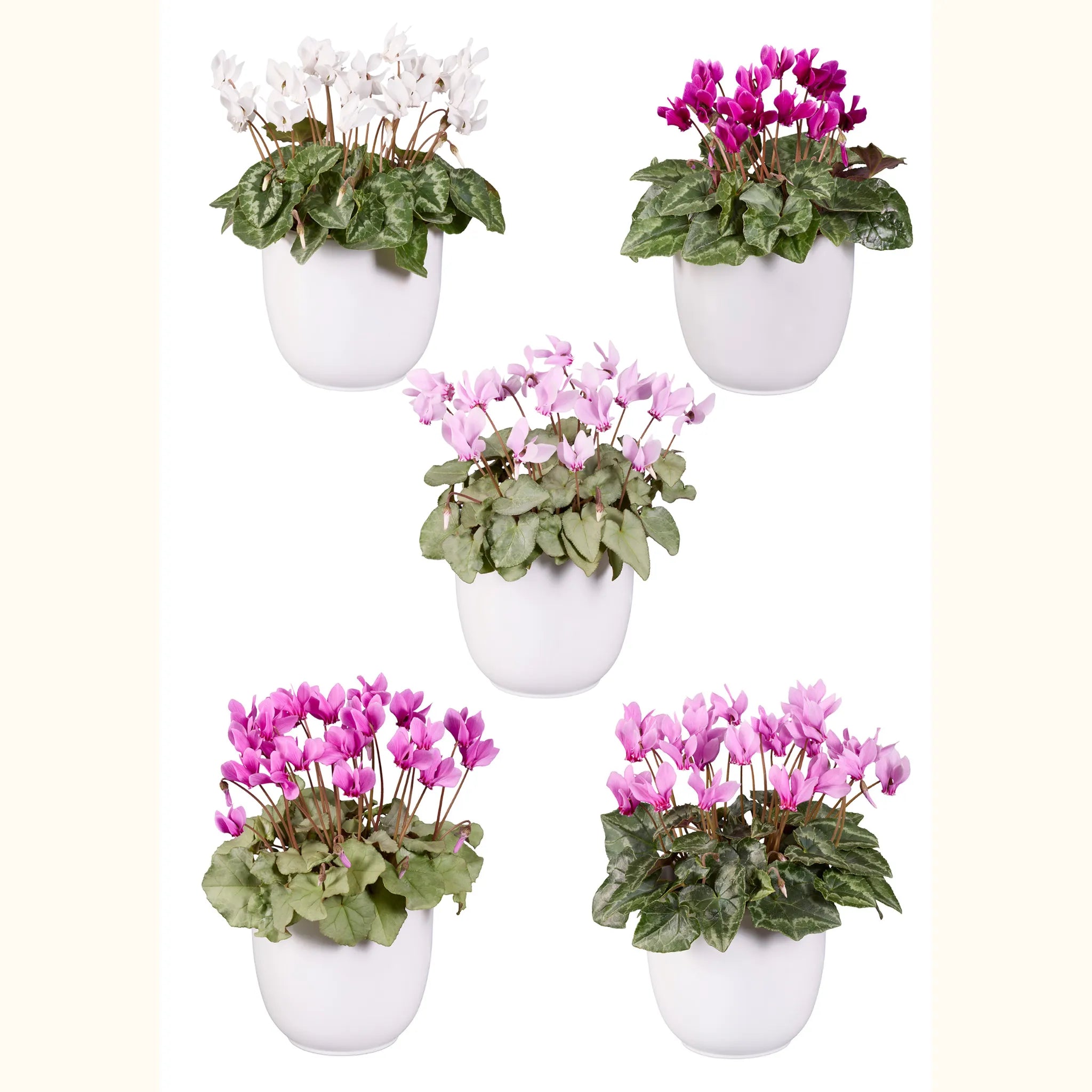 LIFY® Mix all leaves