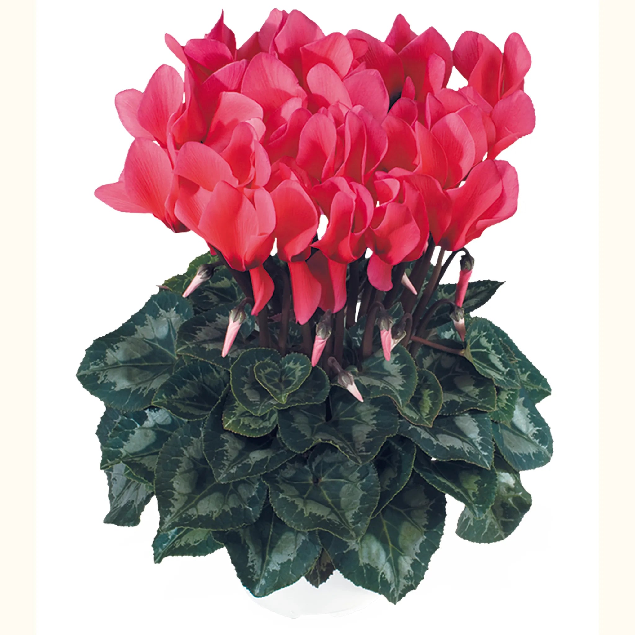 Latinia® SUCCESS® Salmon