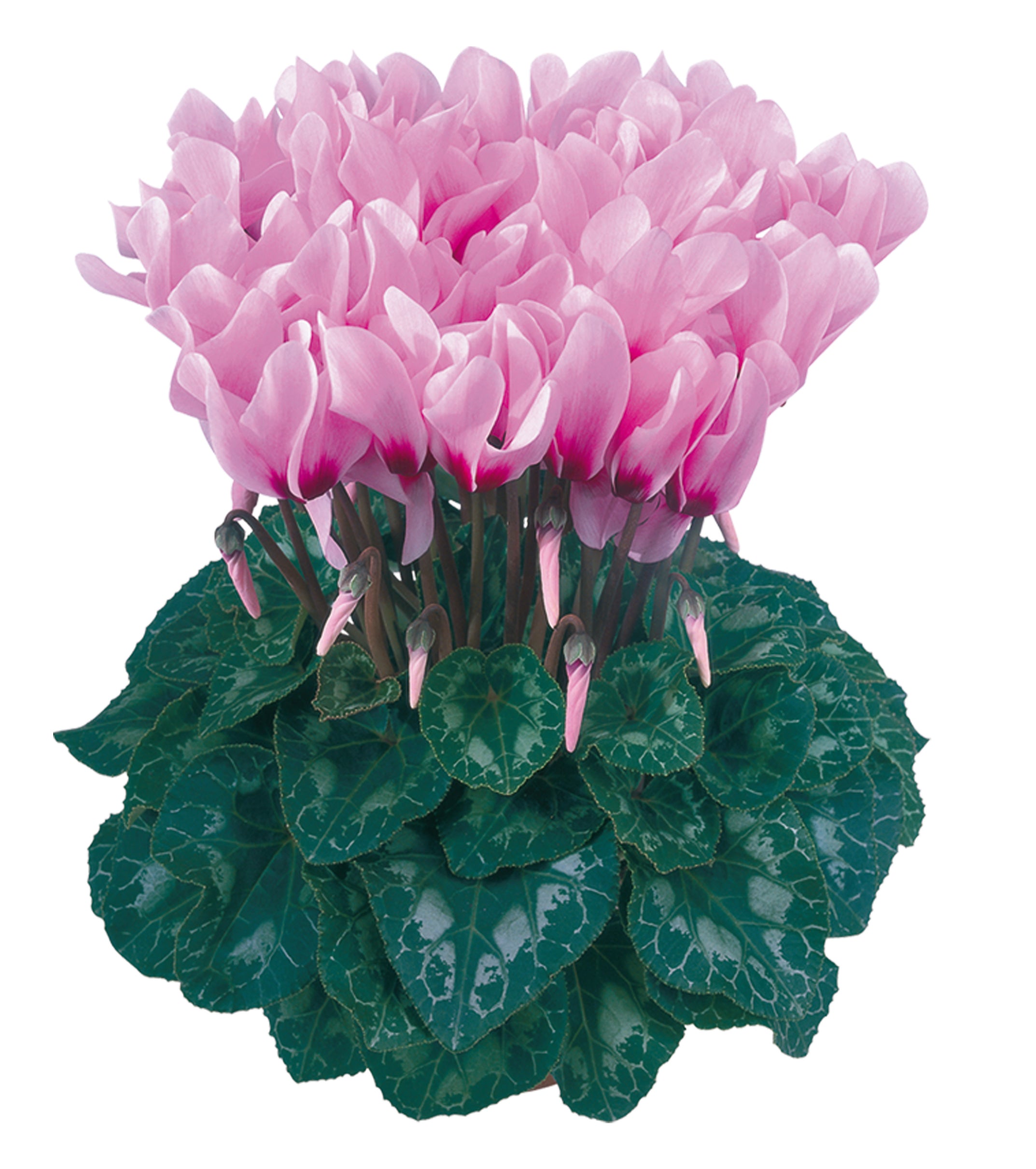 LATINIA® Rose with purple eye