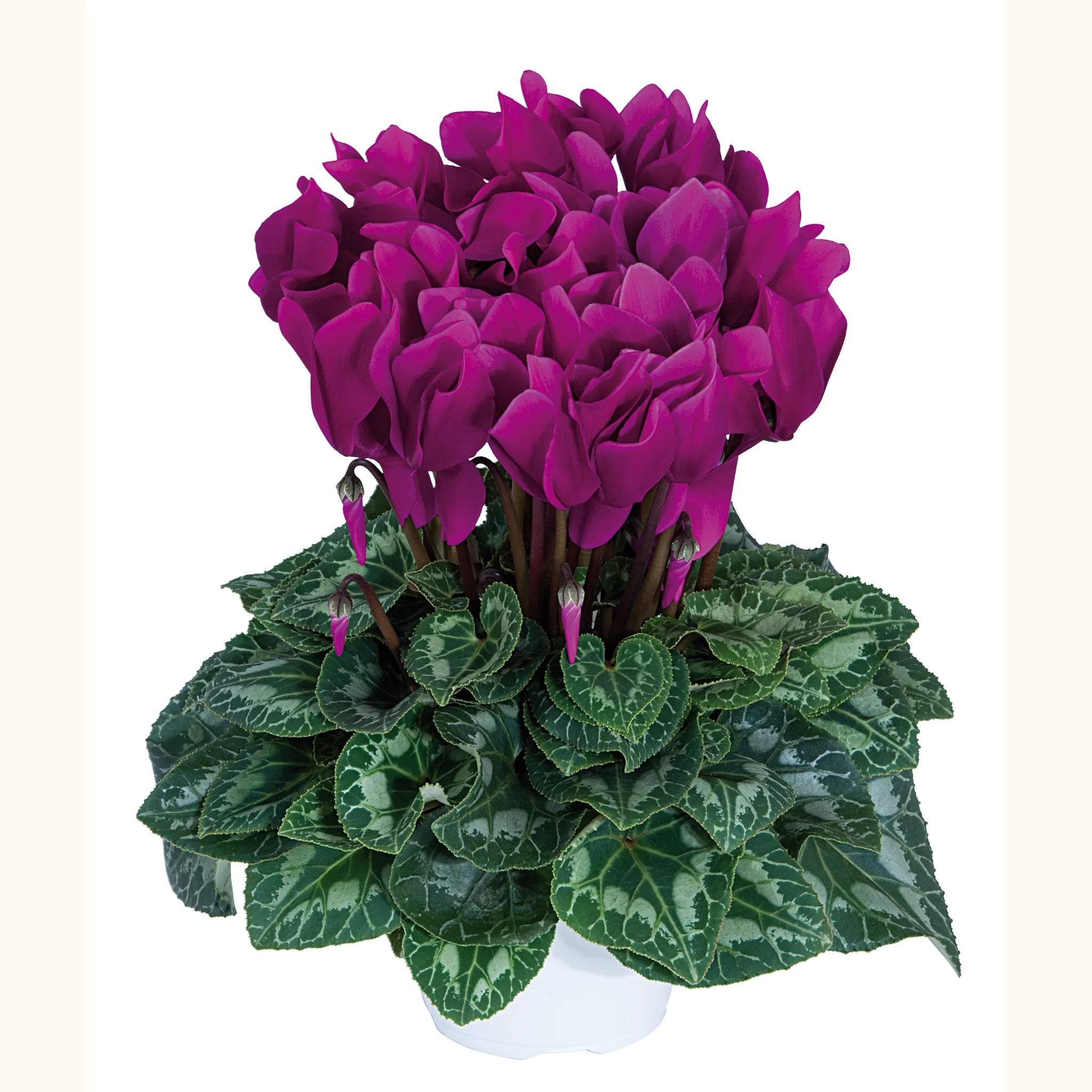 Latinia® Purple