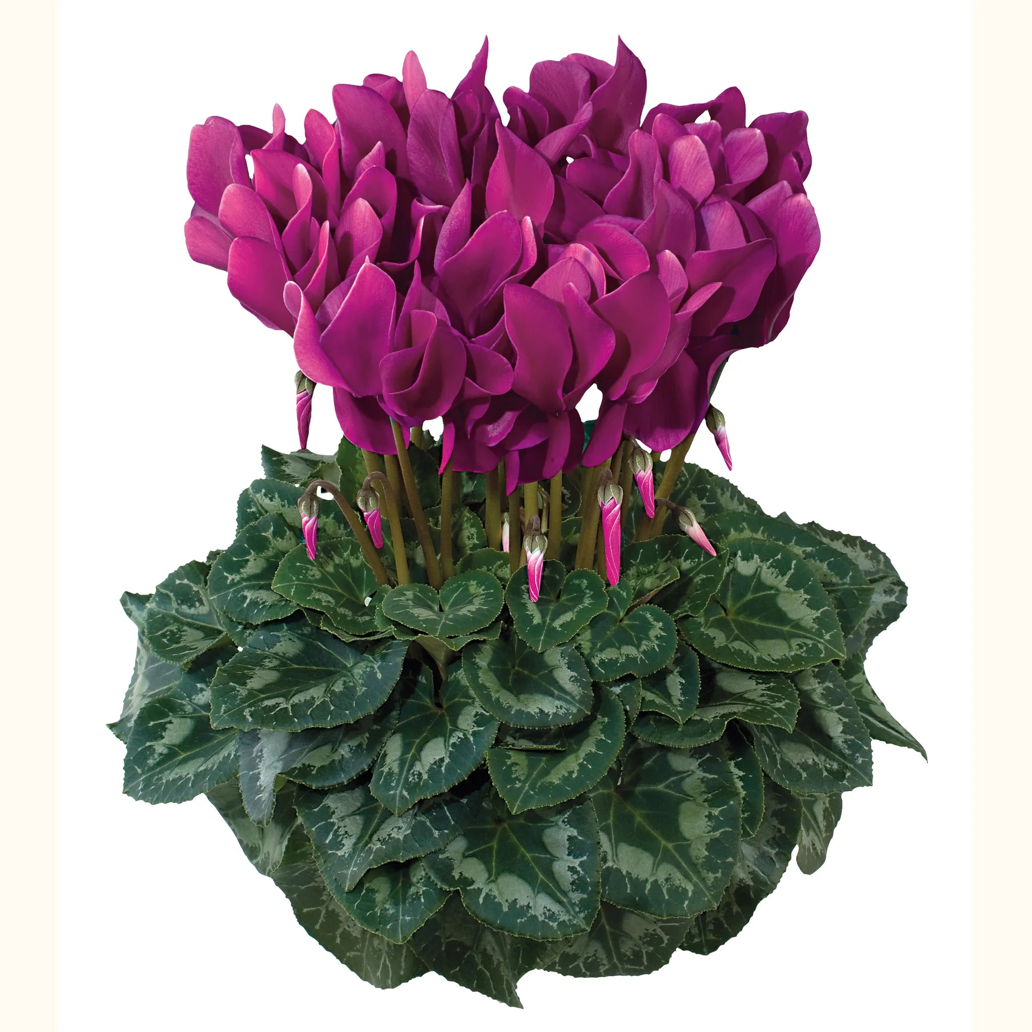 Latinia® SUCCESS® Light purple
