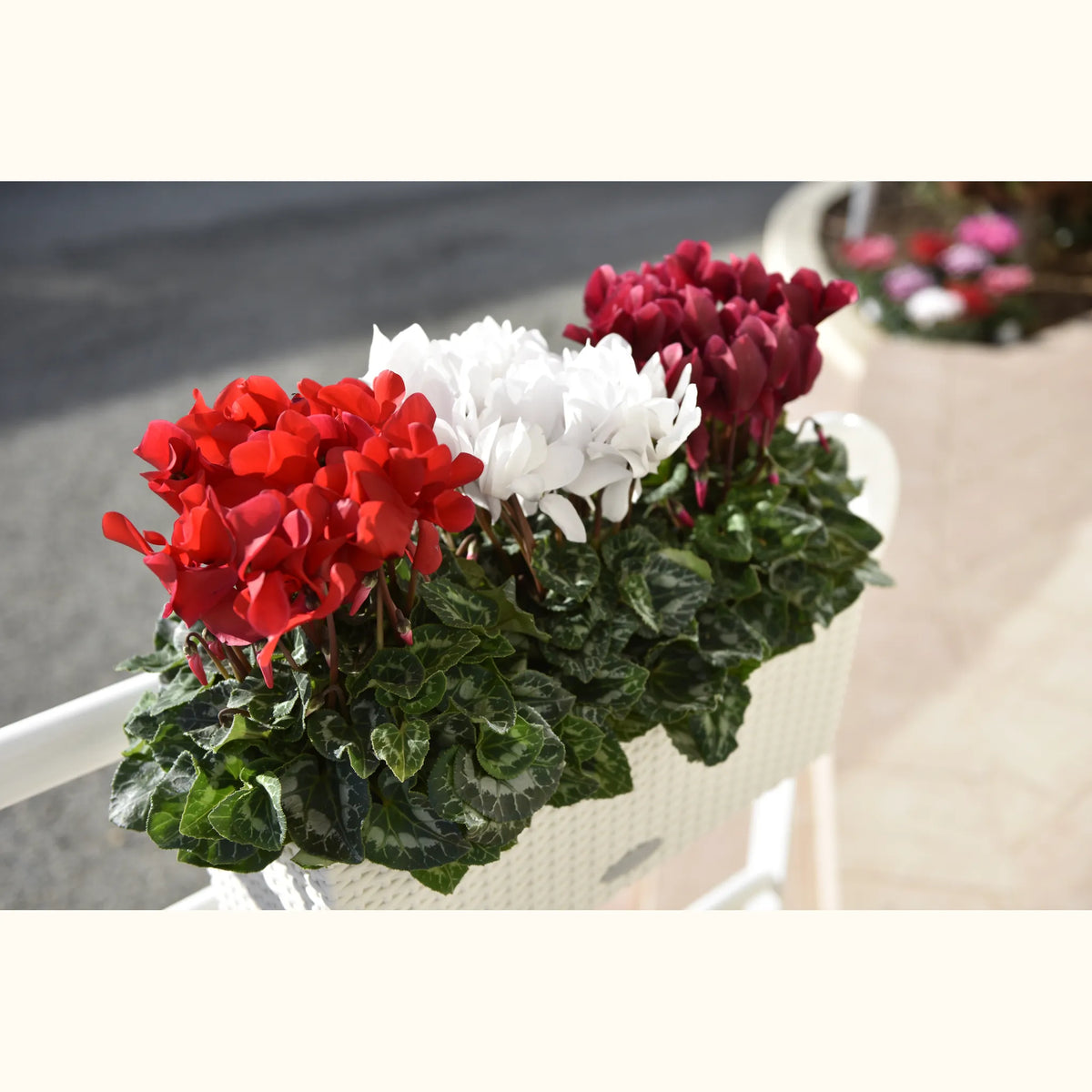CYCL_1107_img_lstyle_01.JPG