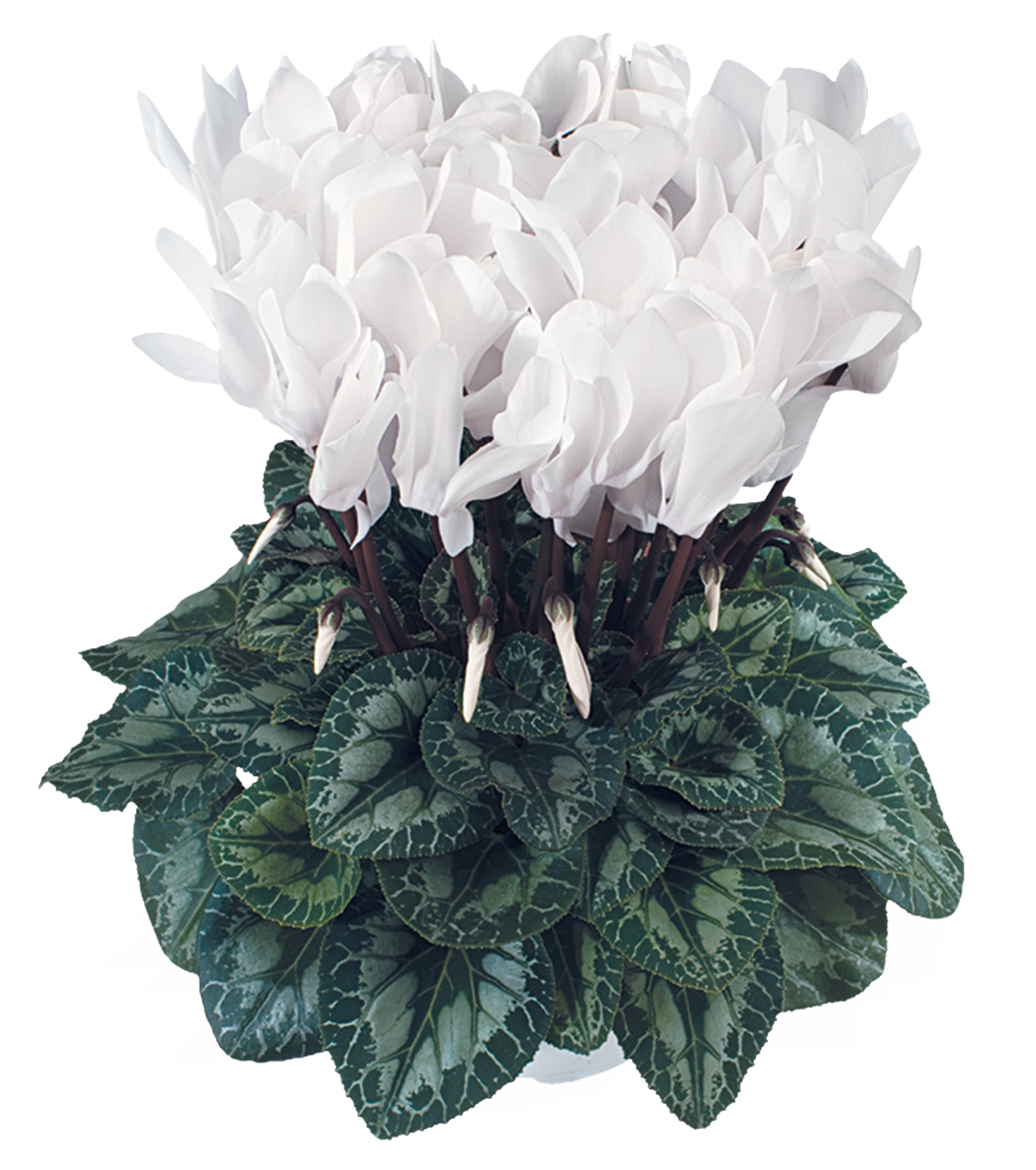 LATINIA® SUCCESS® Pure white