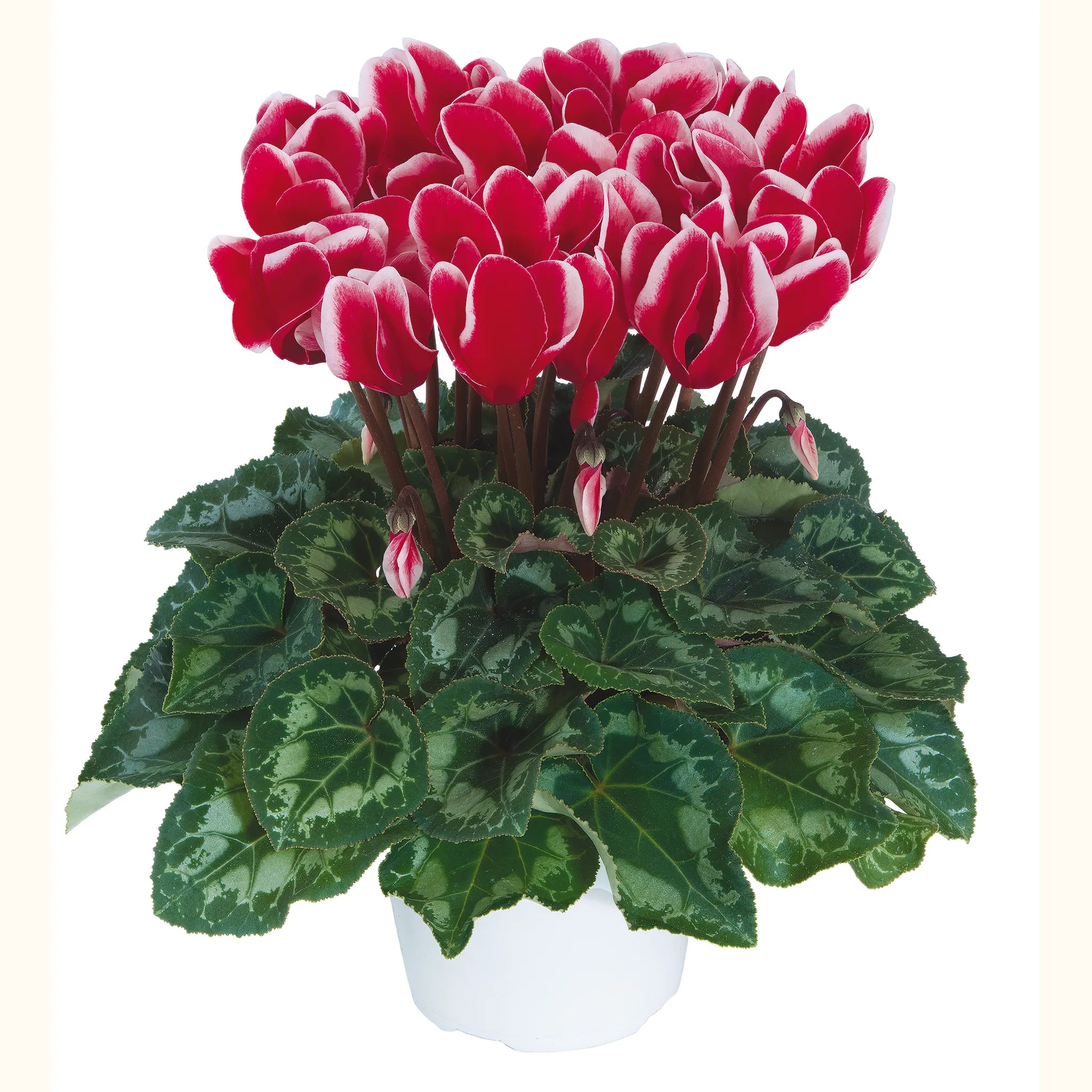 Latinia® FANTASIA® Red
