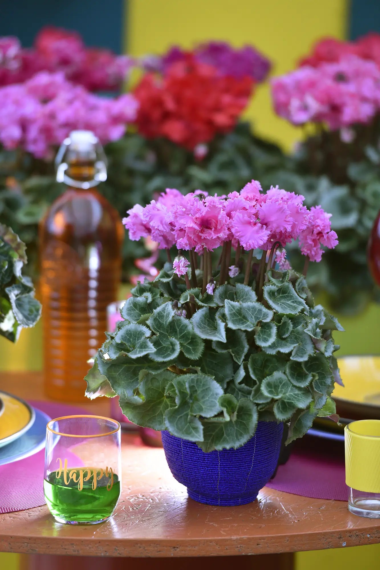 LATINIA® CRISPINO® Rose & Light purple