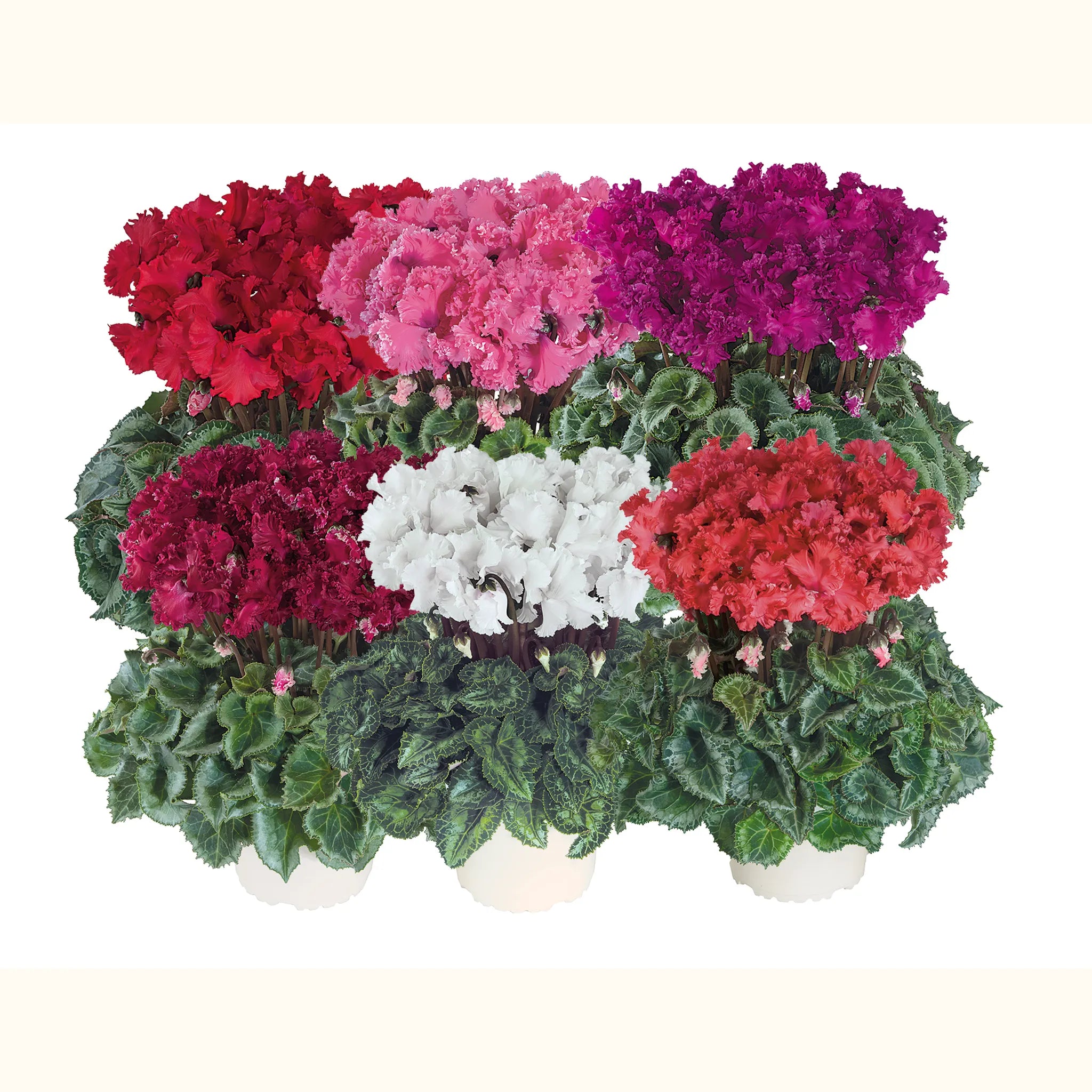 Latinia® CRISPINO® mix