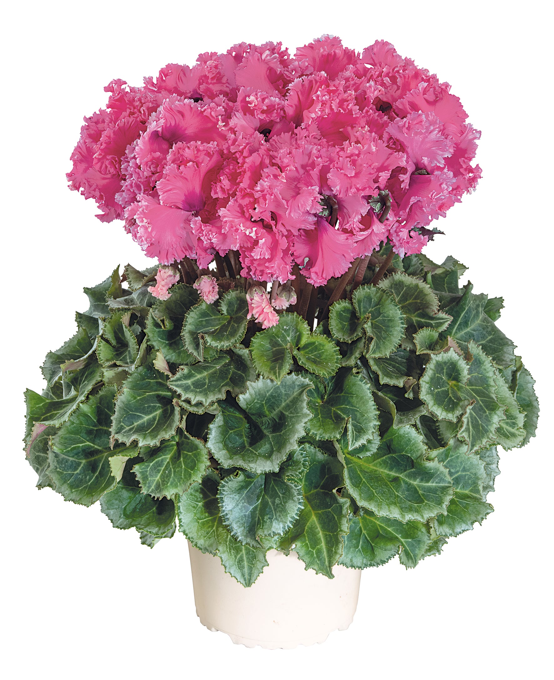 LATINIA® CRISPINO® Rose & Light purple