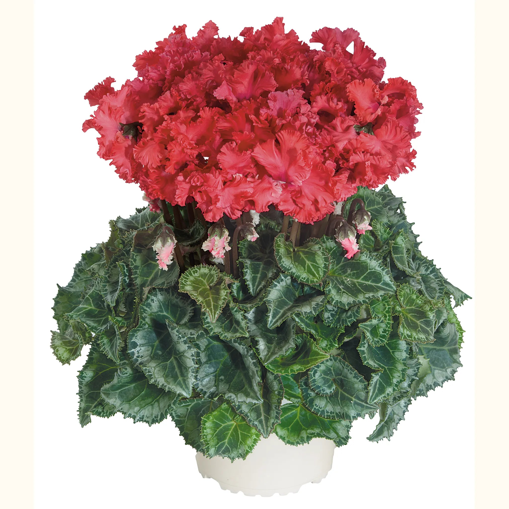 Latinia® CRISPINO® mix