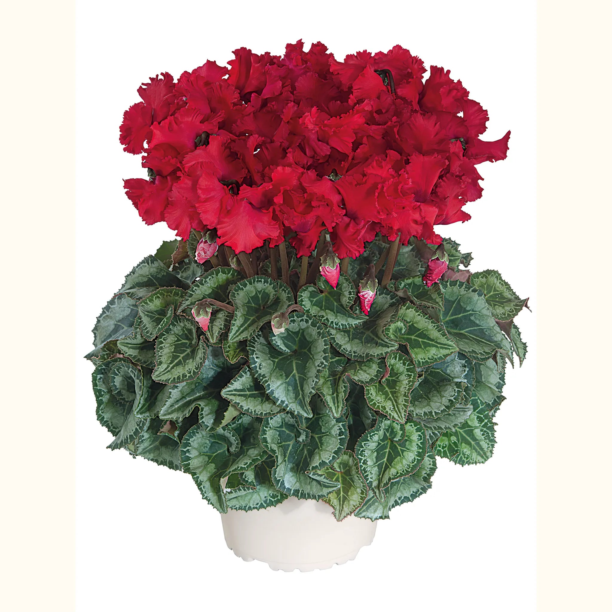 Latinia® CRISPINO® mix