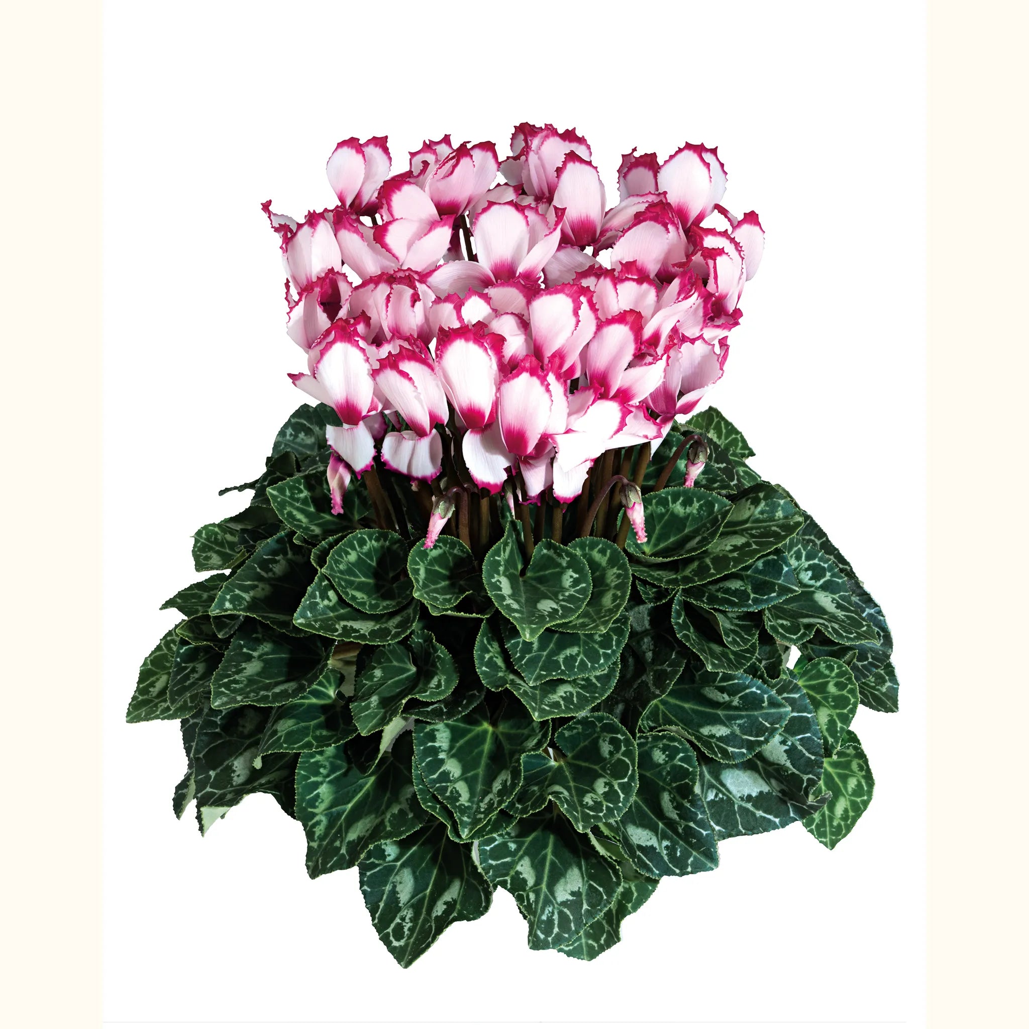 Latinia® VICTORIA 50 Rose with eye
